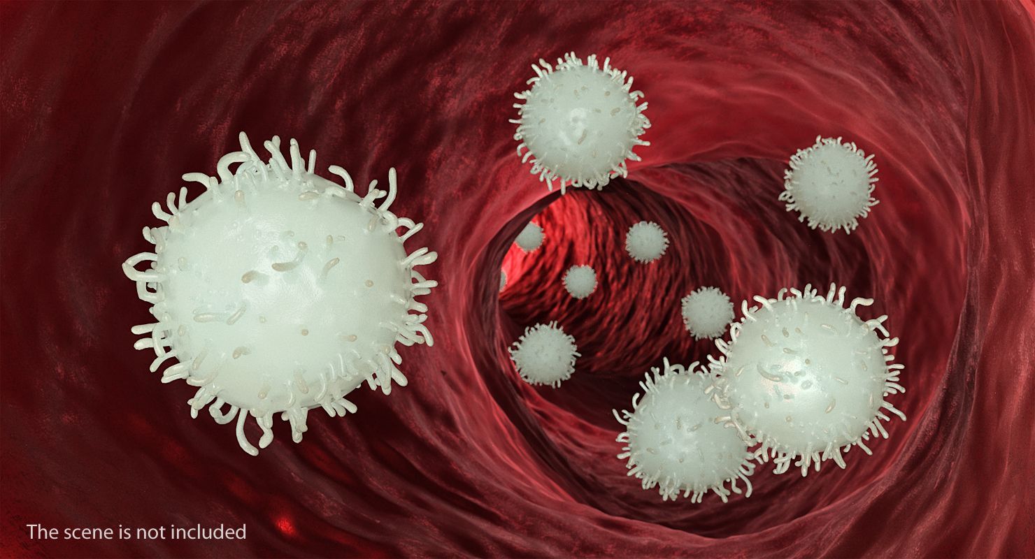 1480x800 White Blood Cell 3D Model 3D Model $29 - .3Ds .blend .c4d .fbx .ma .obj .max .unitypackage .upk .gltf .usd .usdz