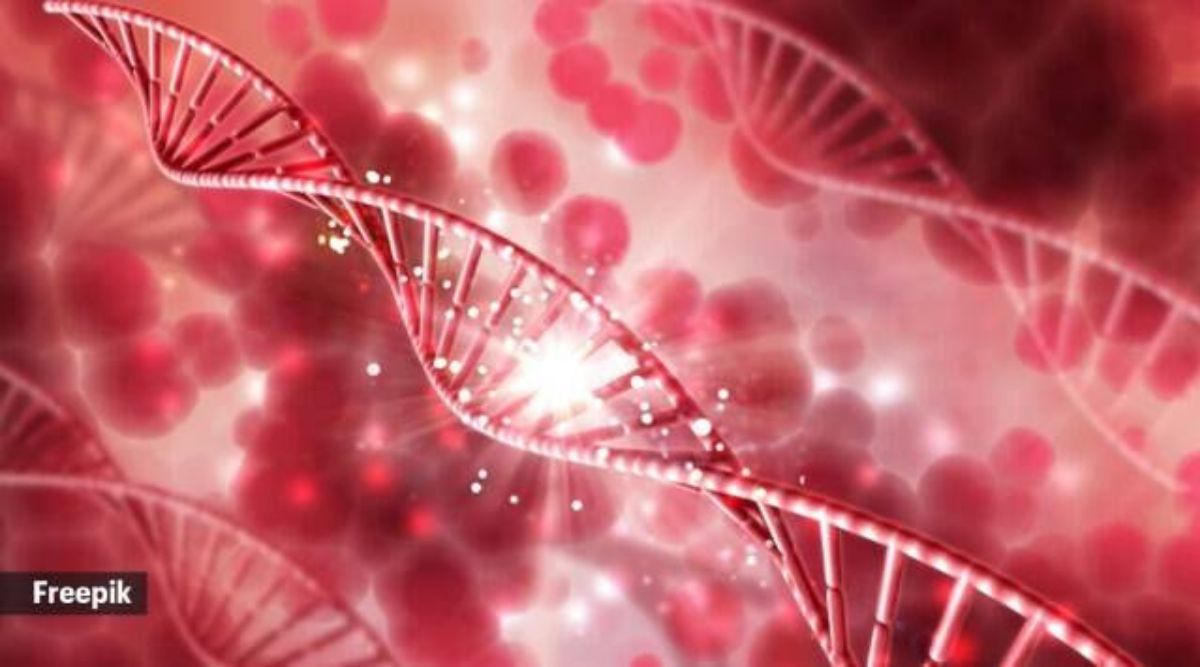 1200x667 Engineered white blood cells can eliminate cancer, study finds. Health News Indian Express