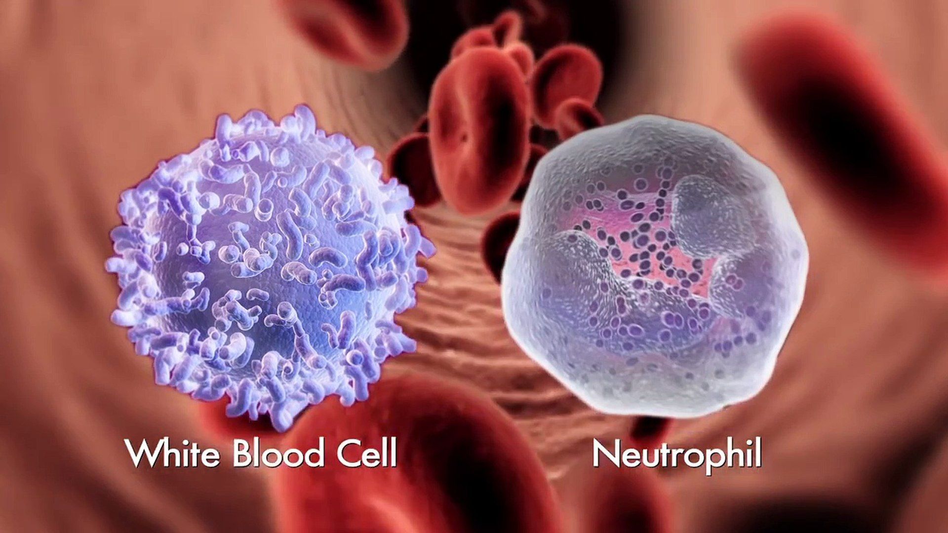 1920x1080 How White Blood Cells Work