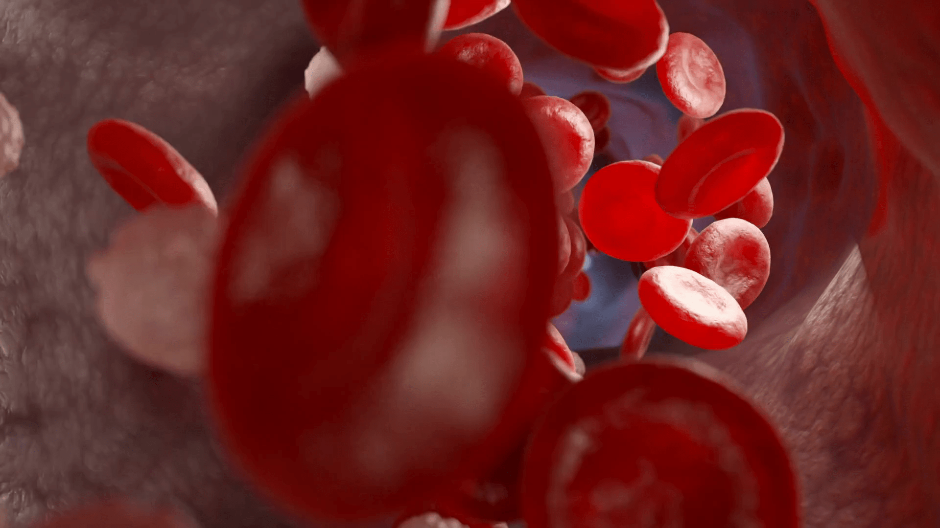 1920x1080 Blood CRed and white blood cells and in the veinells Flow