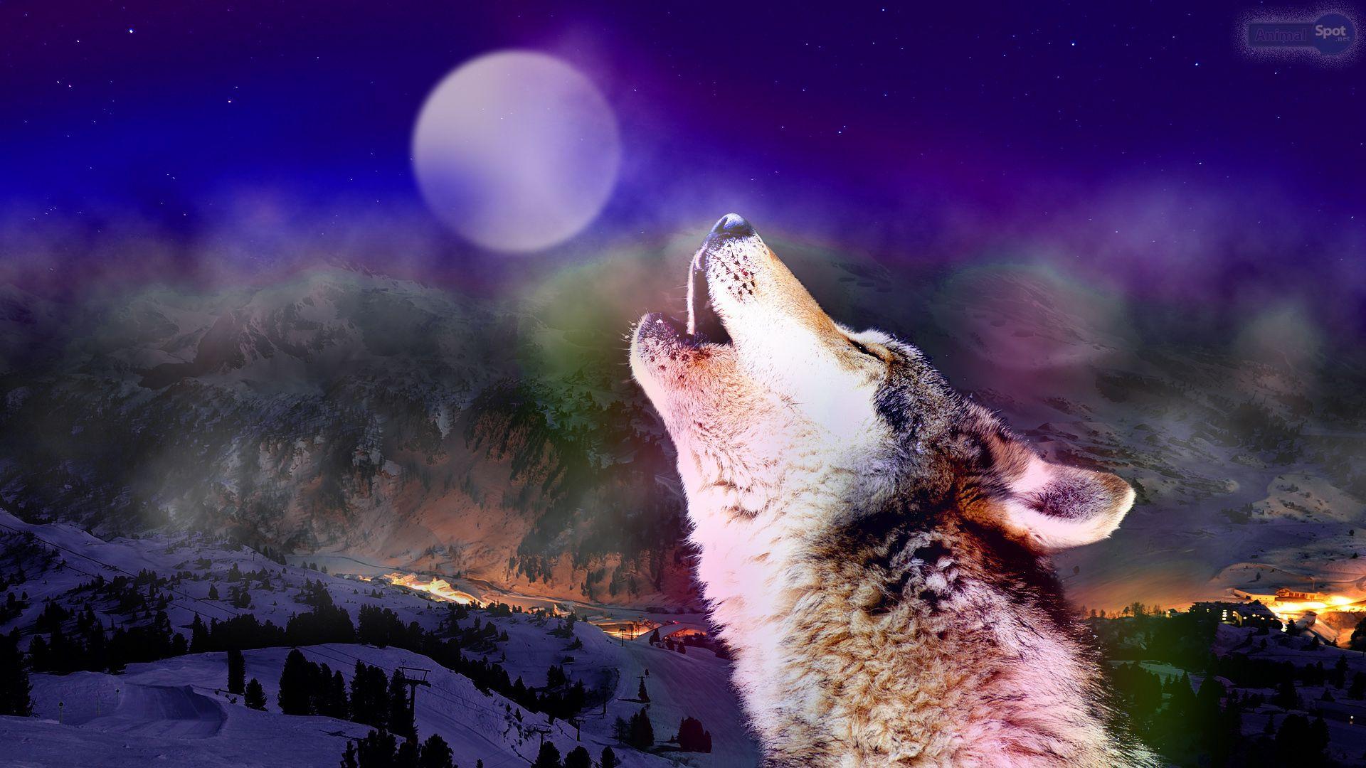 1920x1080 Wolf Wallpaper