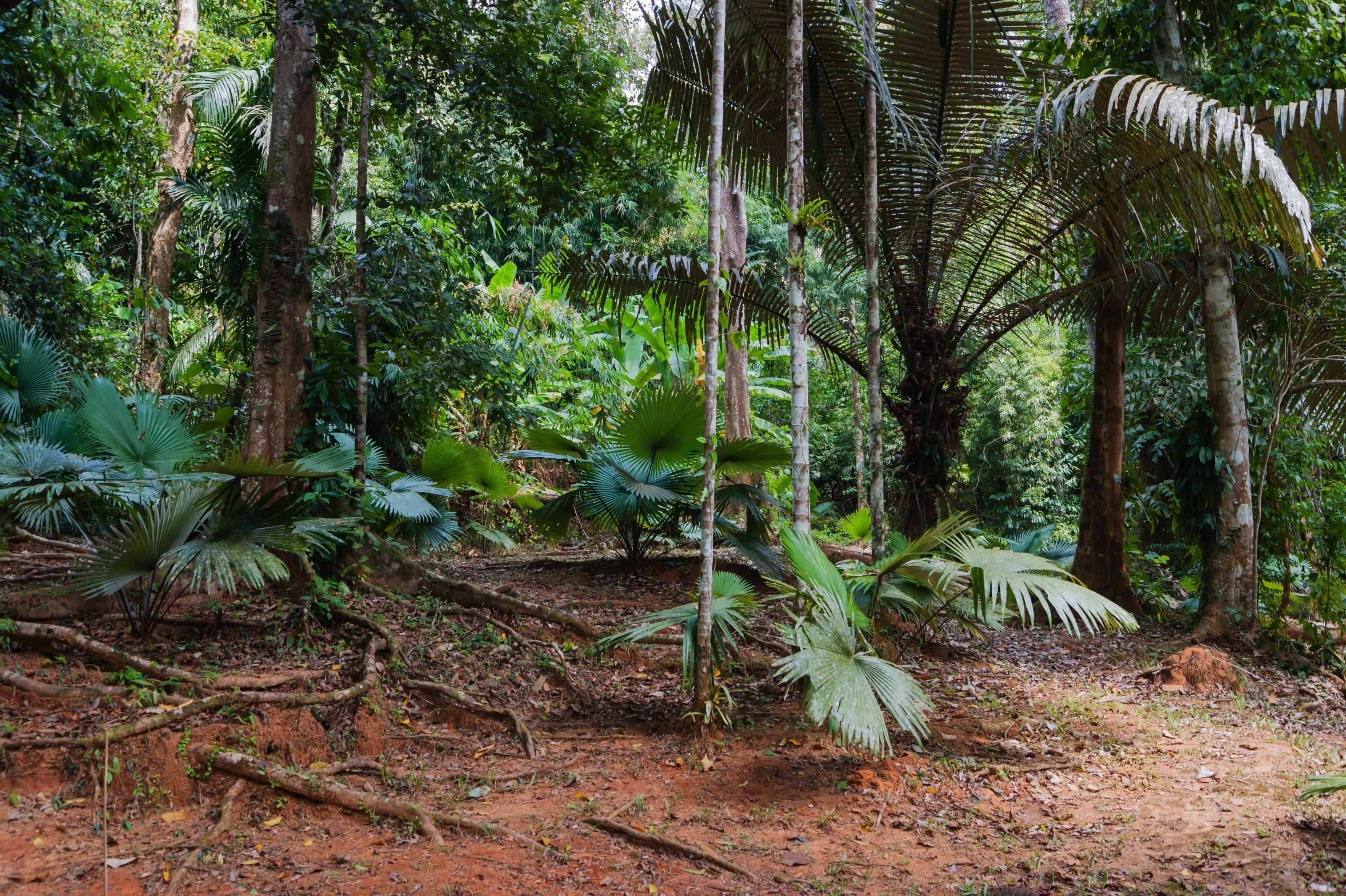 3200x2130 Tropical Jungles Of South East Asia Mural Your Way
