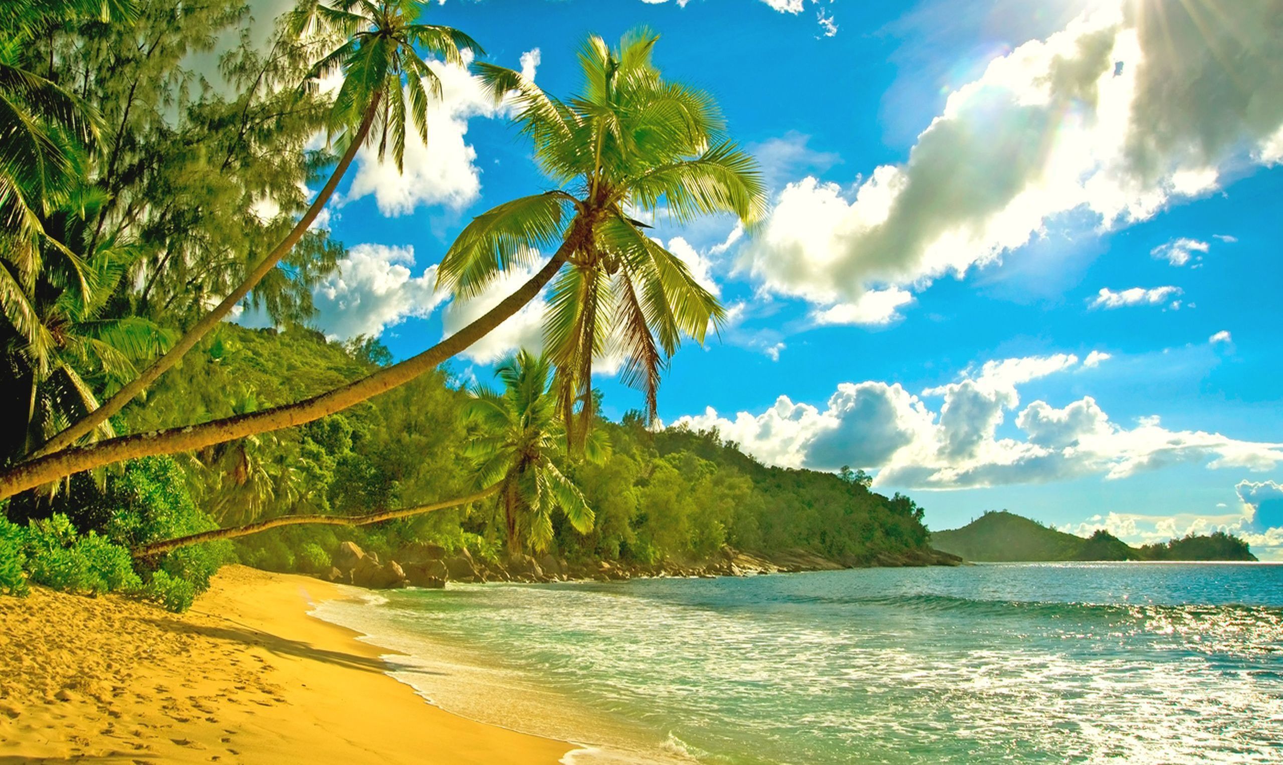 2560x1526 Wallpaper Coconut Tree on Beach Shore During Daytime, Background Free Image