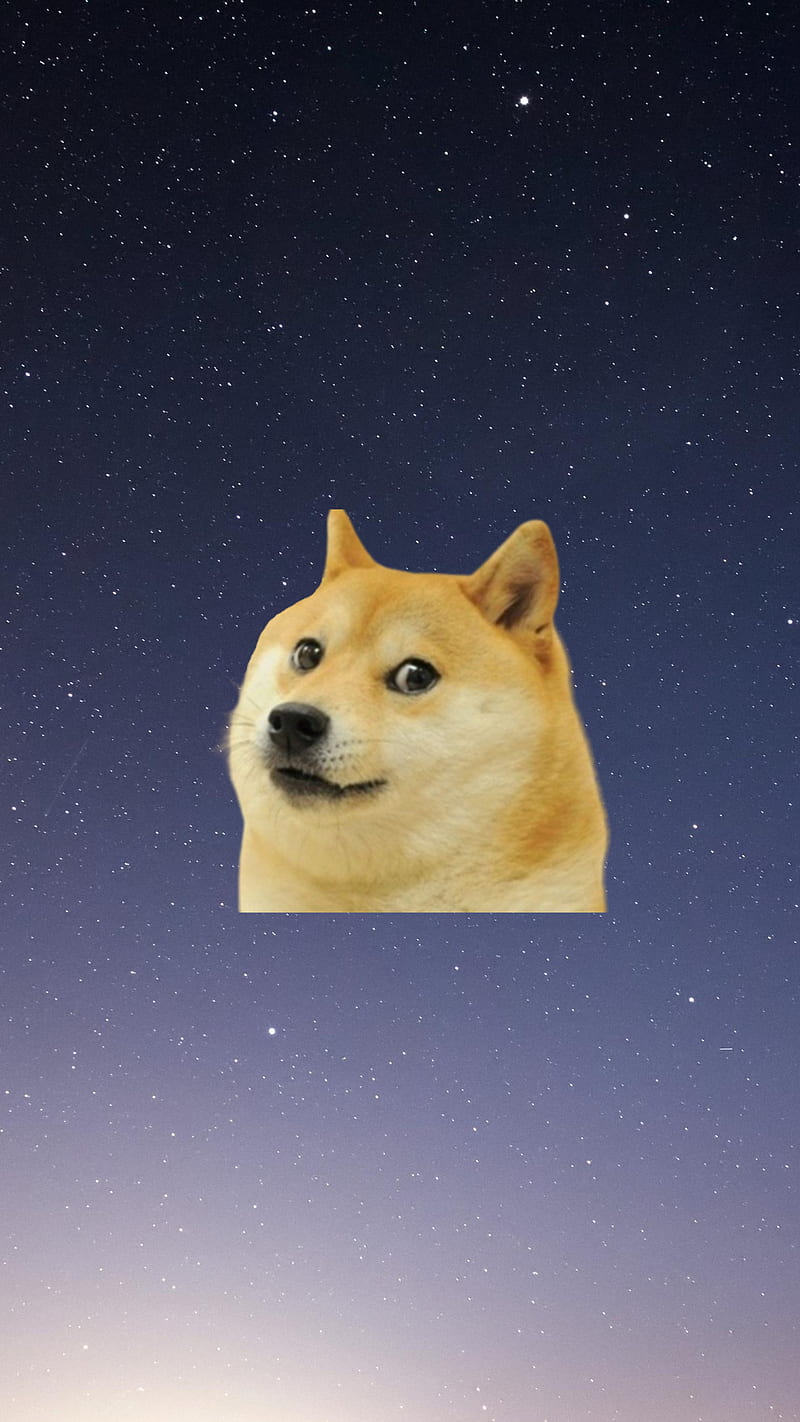 800x1422 Dog meme, dog, meme, space, HD phone wallpaper