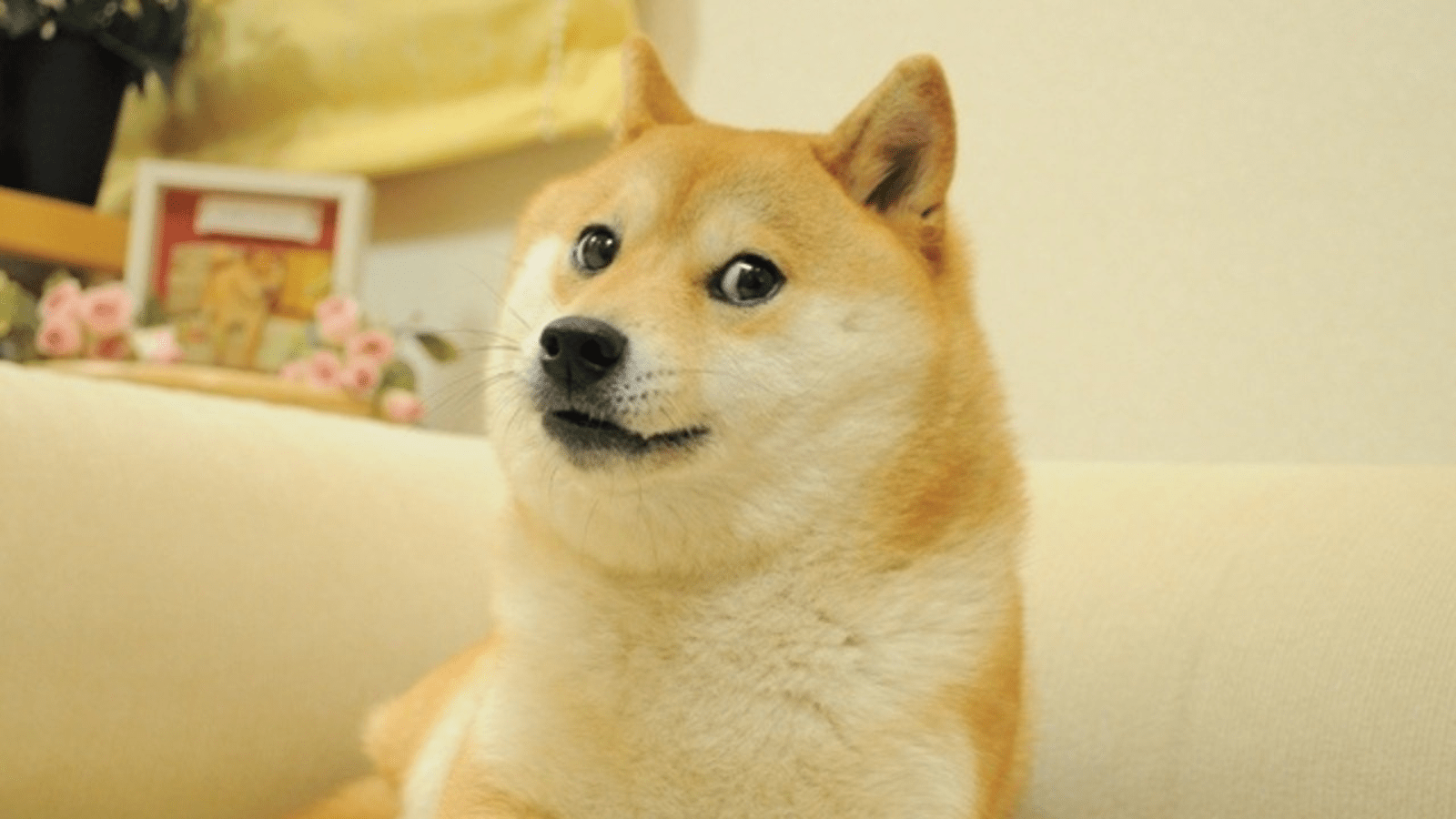 1600x900 Dog from the 'Doge' meme and the face of Dogecoin dies, owner says