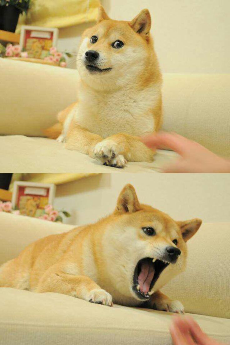 736x1104 Doge. Dogs are Love. Cute Dogs. Strong Dogs. Beautiful Dogs
