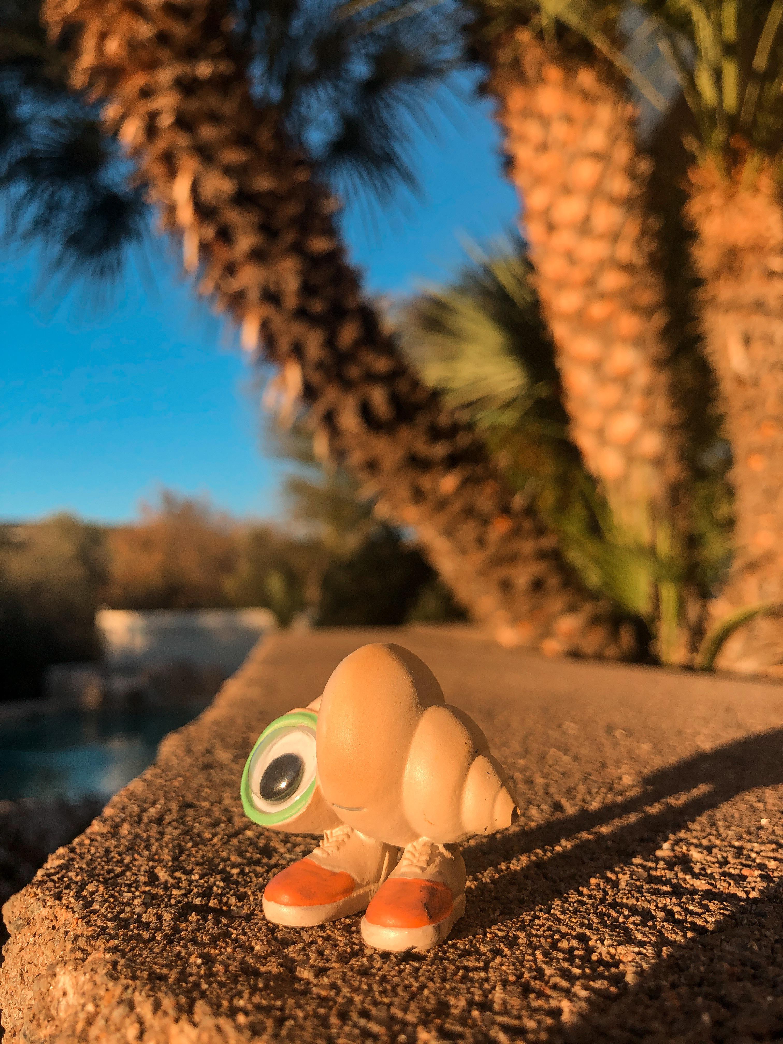 3024x4032 i received marcel the shell for christmas so, naturally, we had a photohoot
