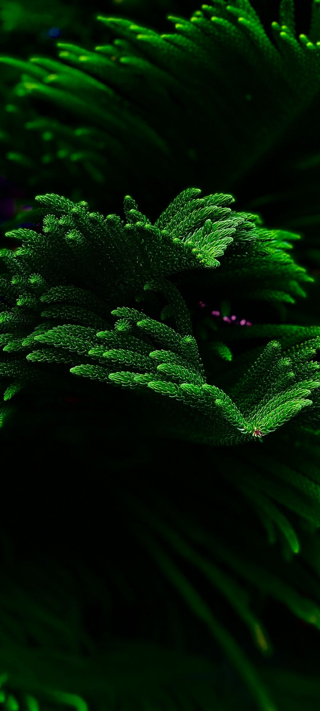 1080x2400 Green plant Wallpaper 4K, Closeup, Dark background