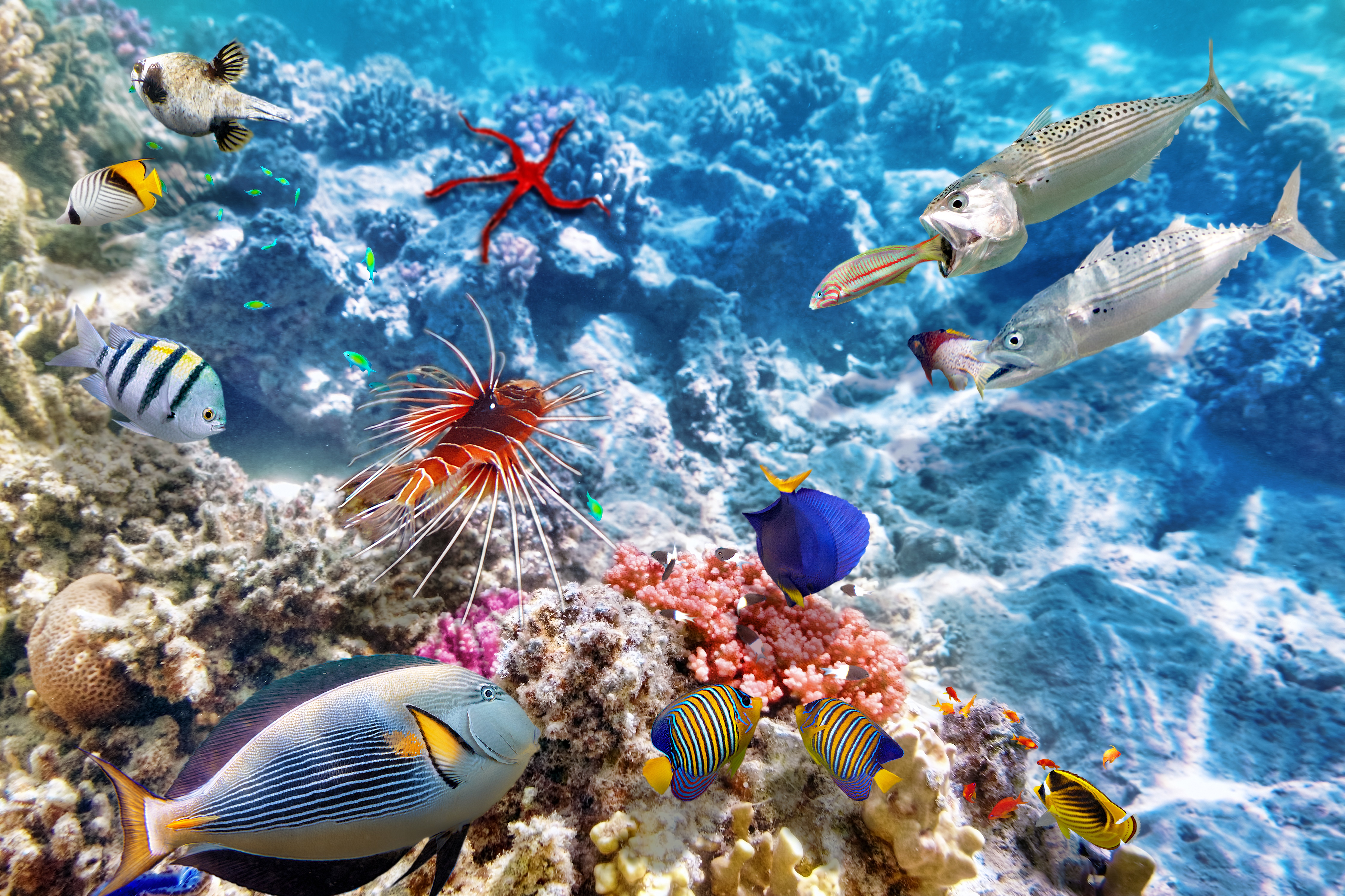 9000x6000 Wallpaper fish, the ocean, world, underwater world, underwater, ocean, fishes, tropical for mobile and desktop, section природа, resolution 9000x6000