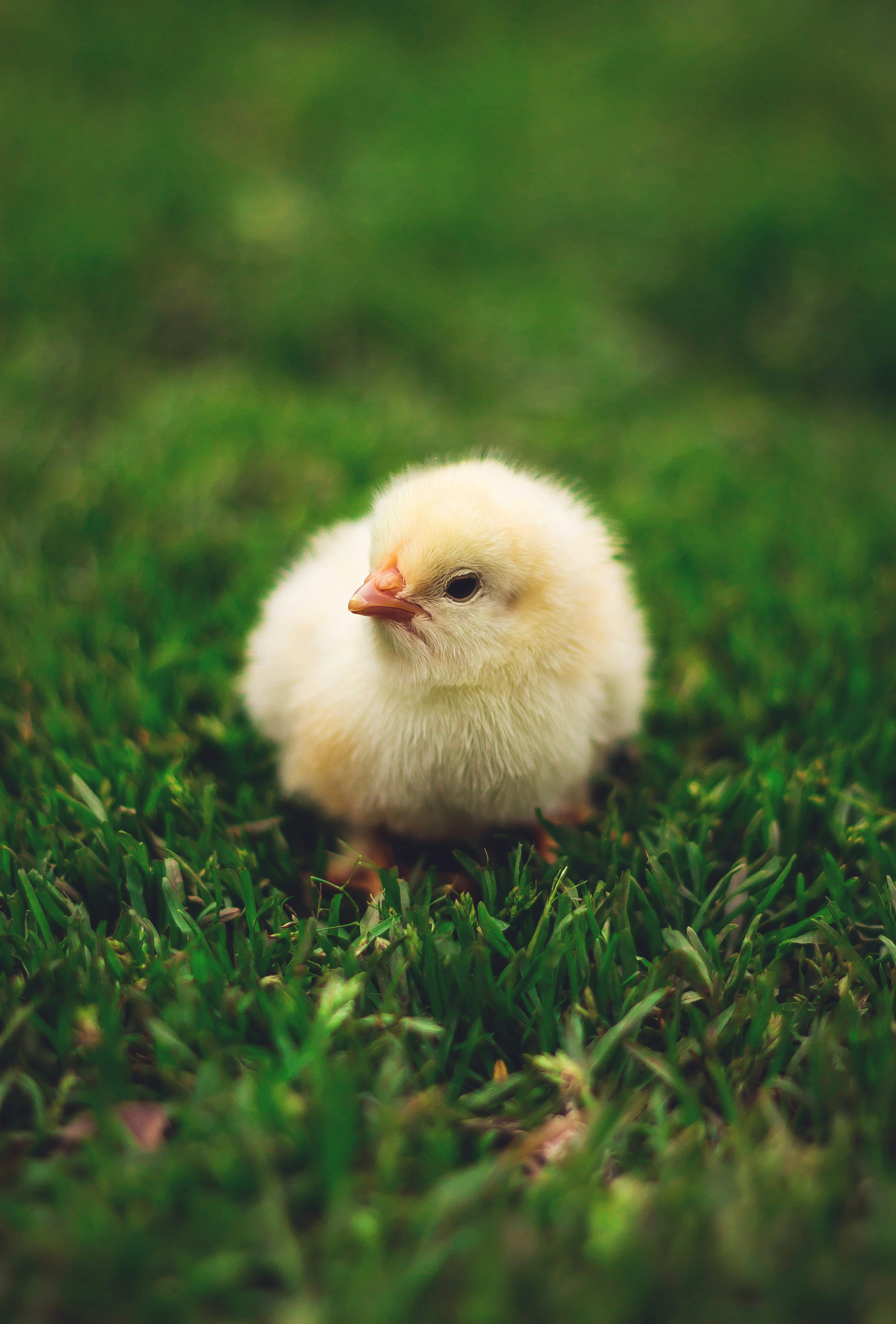 3000x4433 Baby Chicken Picture. Download Free Image