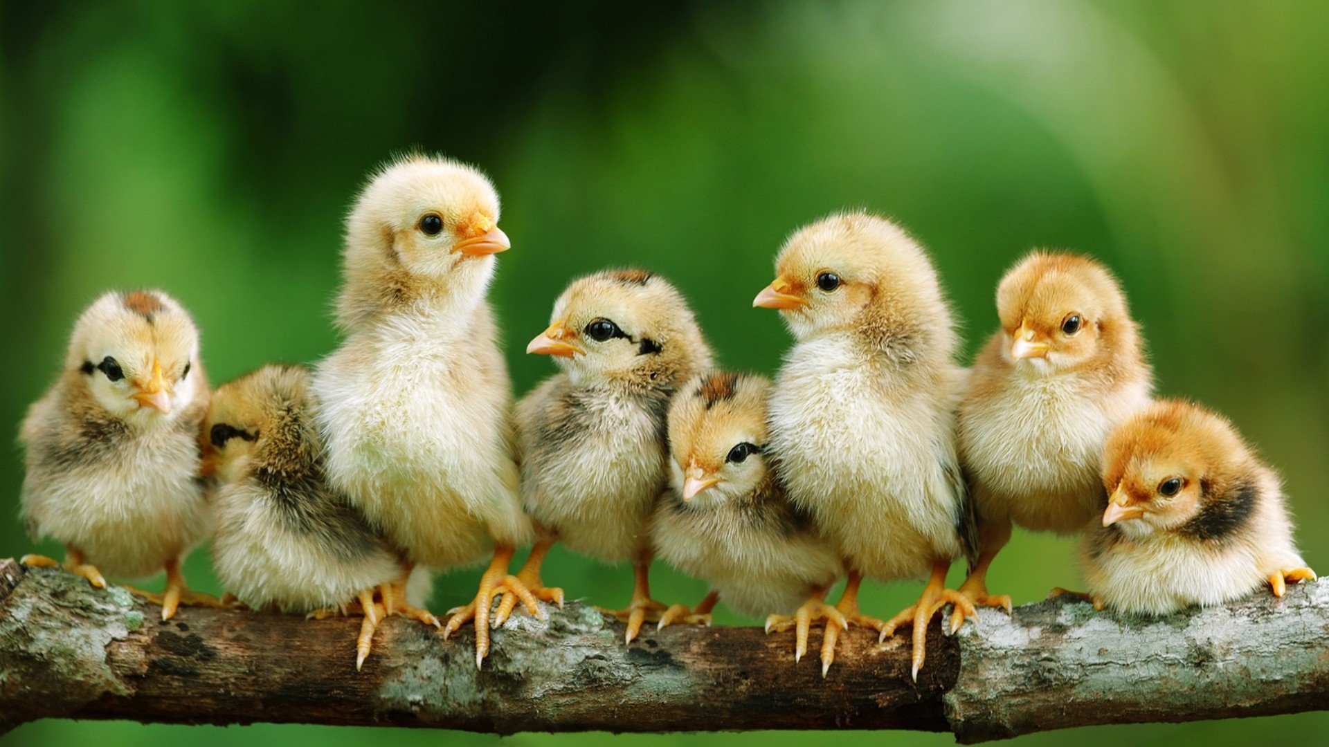 1920x1080 Baby Chicks HD Background Wallpaper 19105
