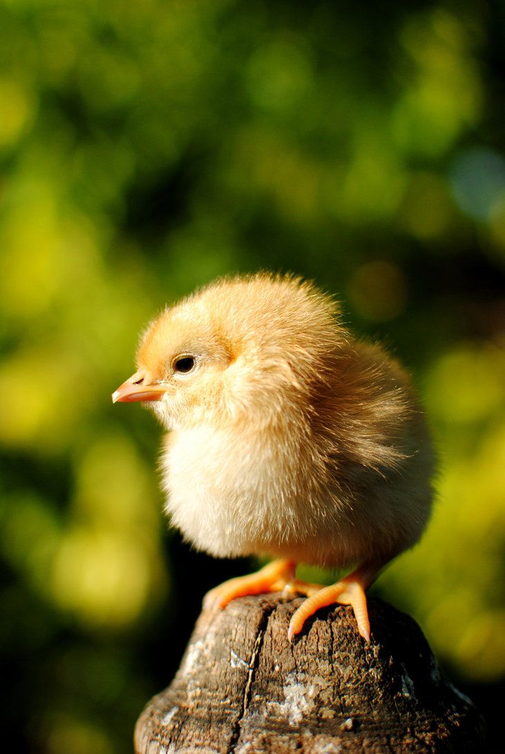 731x1092 Baby Chicken