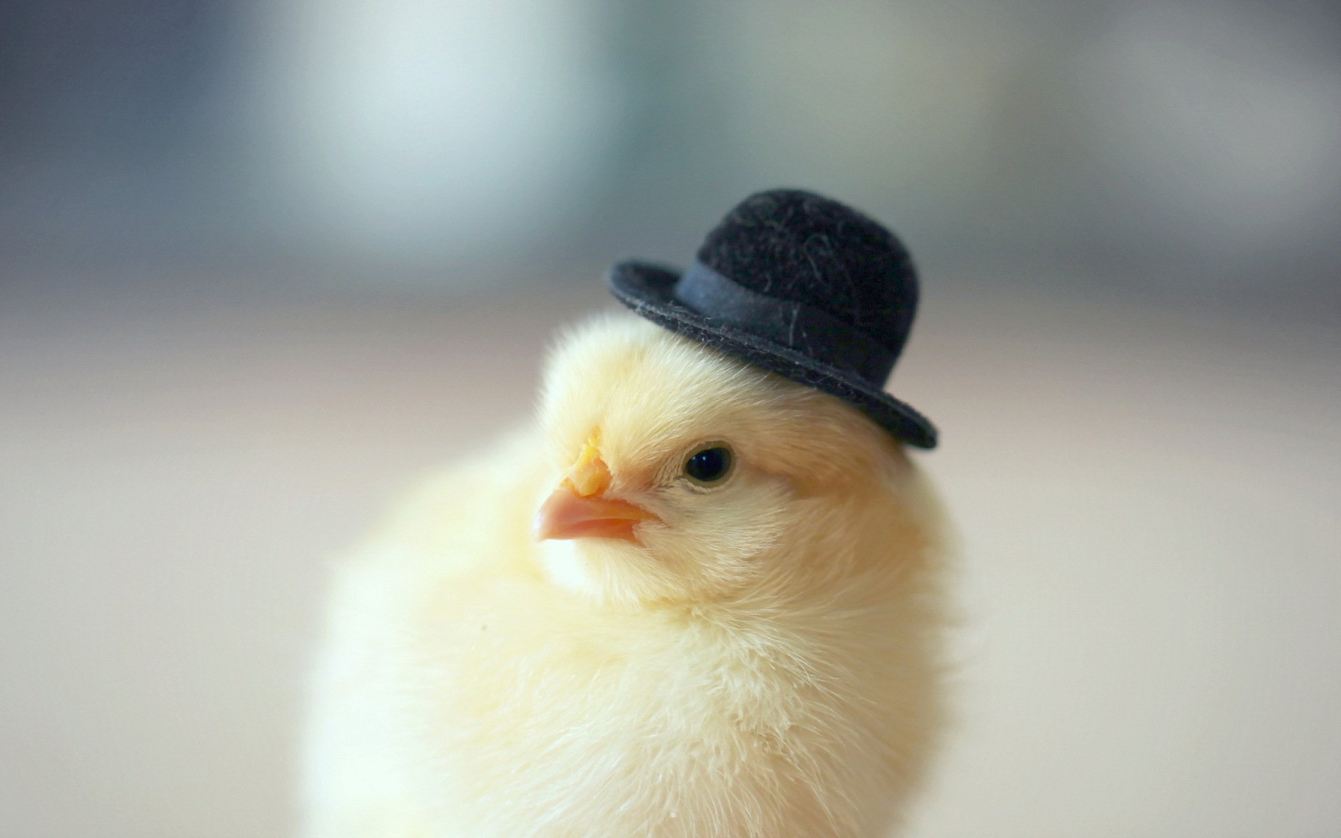 1920x1200 Charming Chick: A Whimsical HD Wallpaper
