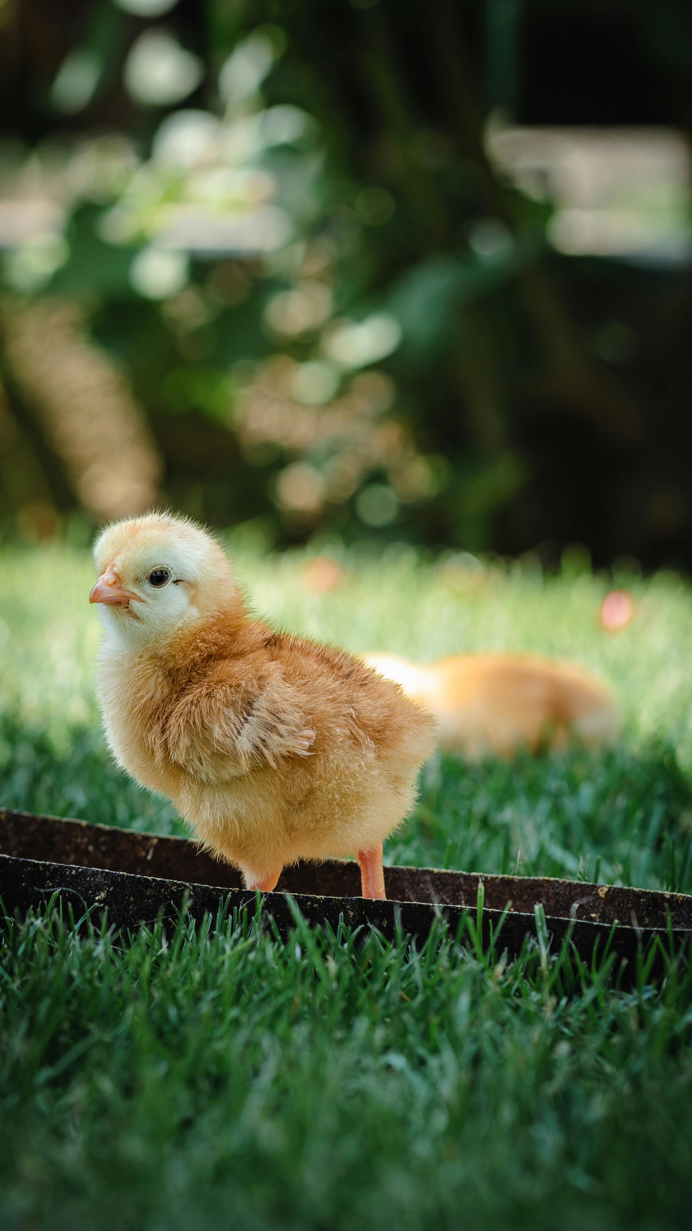 2250x4000 Close Up Of A Chick Standing On Grass · Free