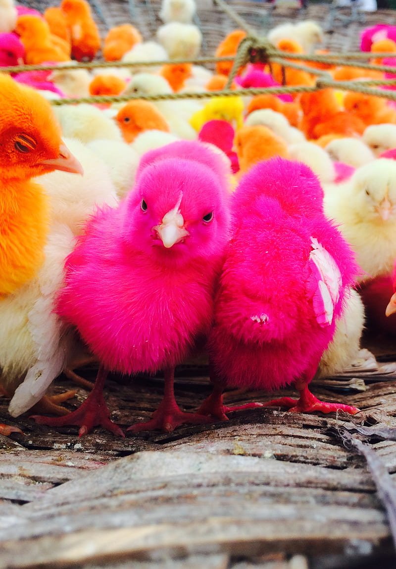 800x1150 Chiks, beauty, birds, chickens, cute, love, HD phone wallpaper