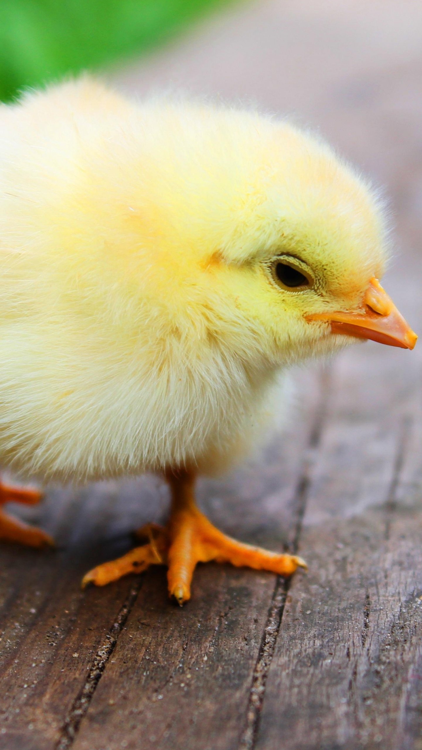 1440x2560 Easter Chick Wallpaper, Android & Desktop Background