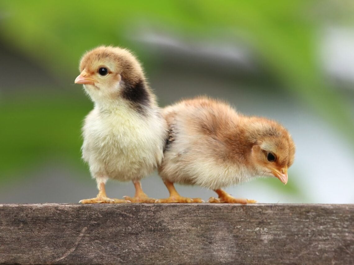 1140x855 Where to Buy Baby Chicks or Chickens (Pros and Cons) Homestead and Chill