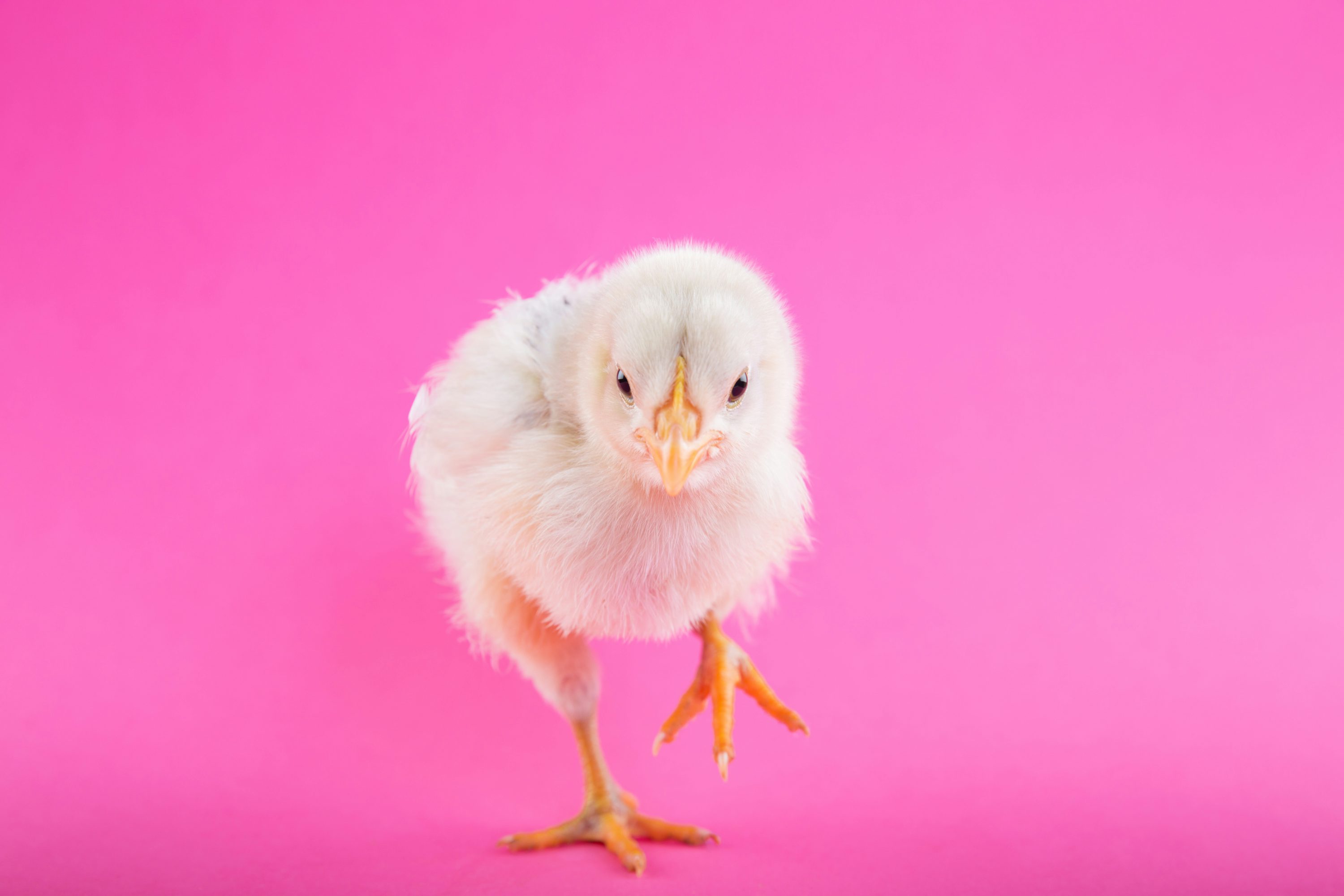 3000x2000 Chick Picture. Download Free Image
