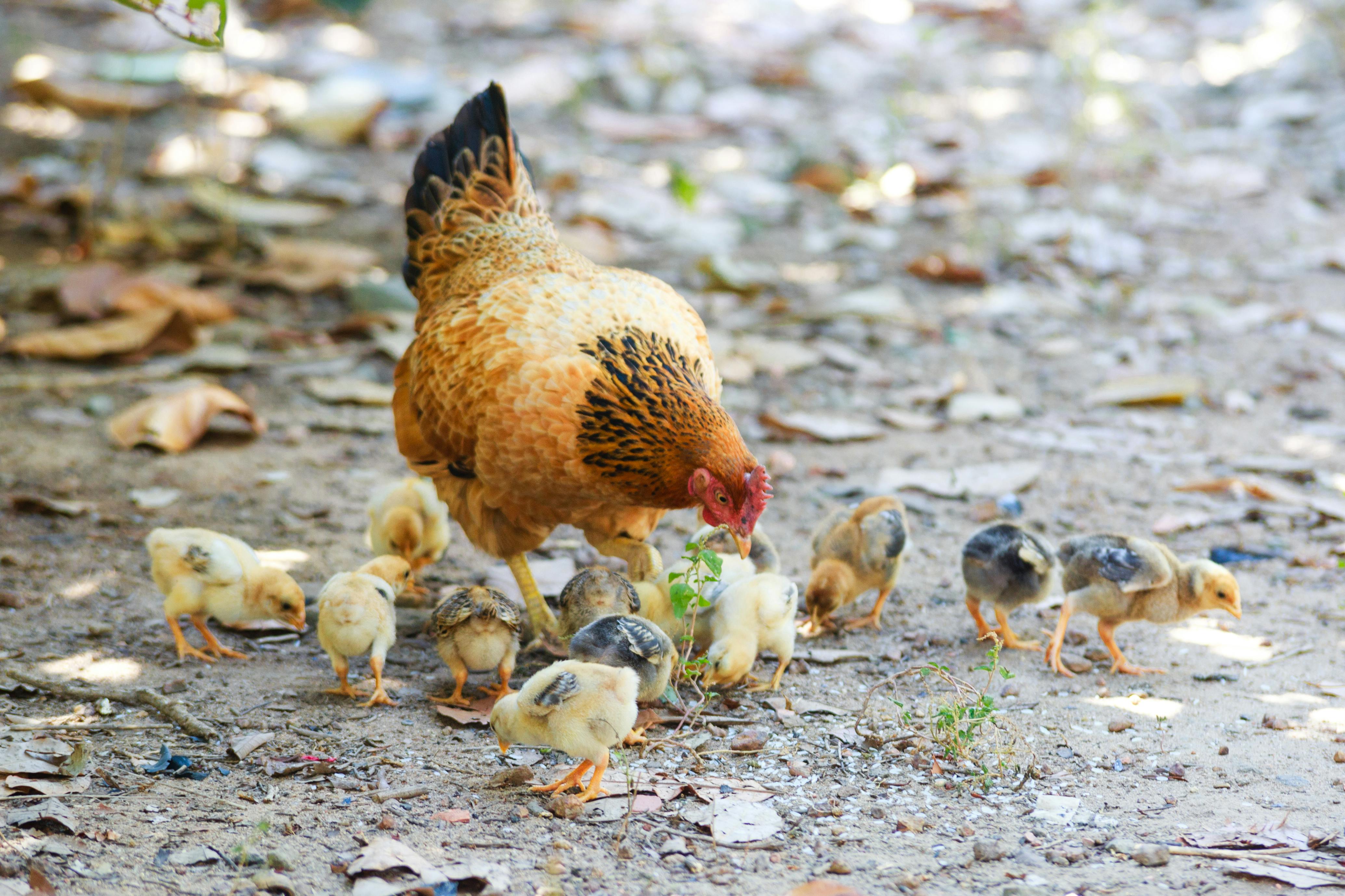 4139x2759 Brown and Black Hen With Peep of Chick Outdoor · Free