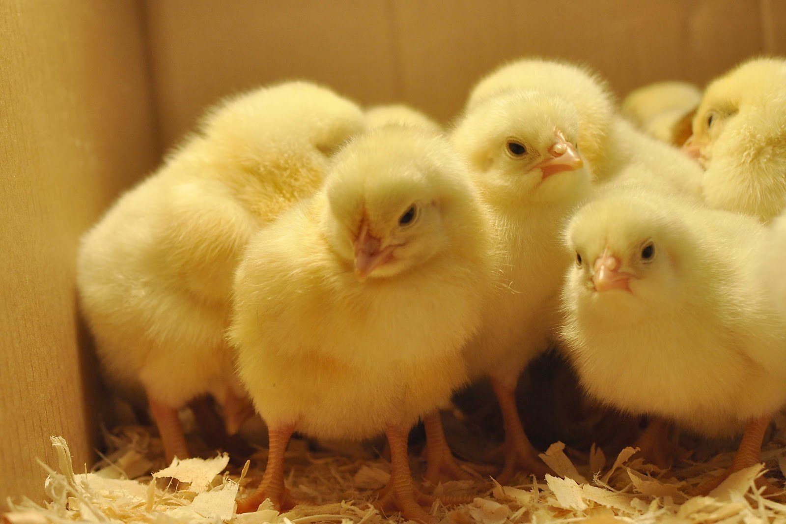 1600x1066 Baby Chicks HD Wallpaper 19107