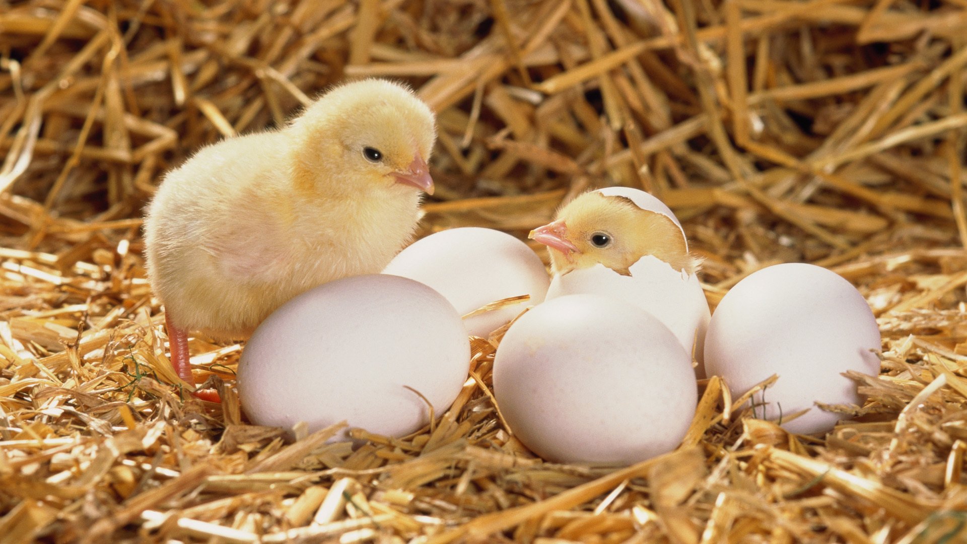 1920x1080 Baby Chicks HD Desktop Wallpaper 19106