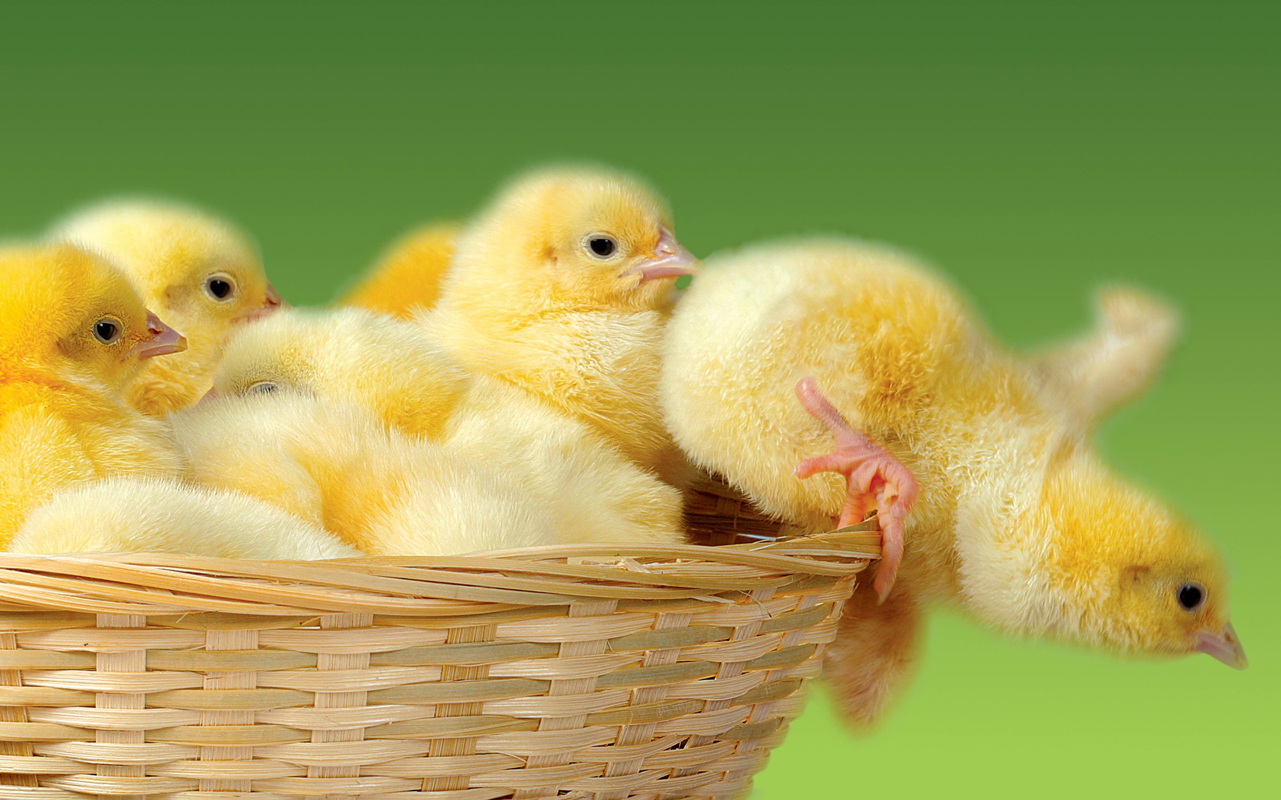 2560x1600 Cute Chicks Wallpaper