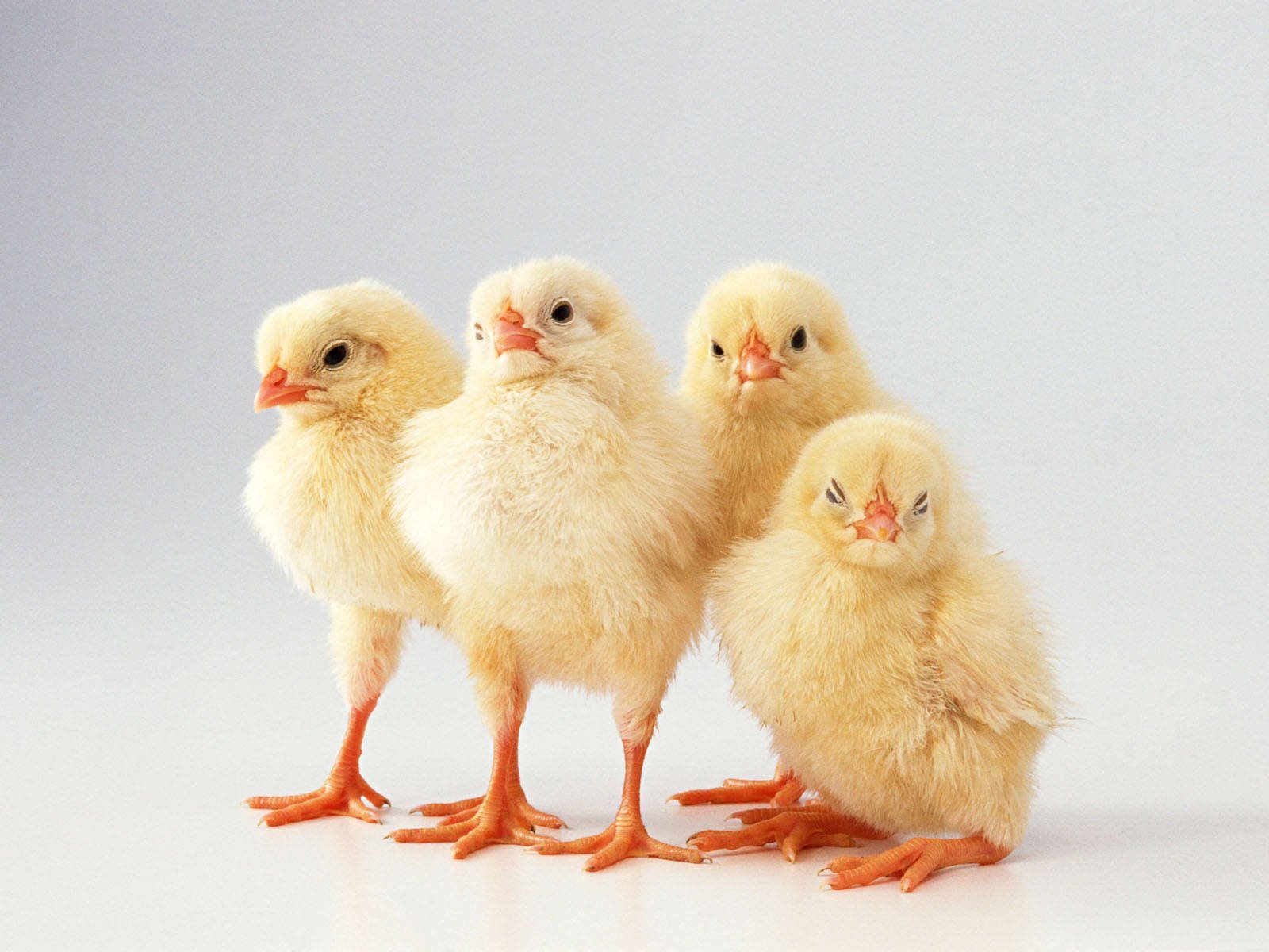 1600x1200 Chicken Wallpaper