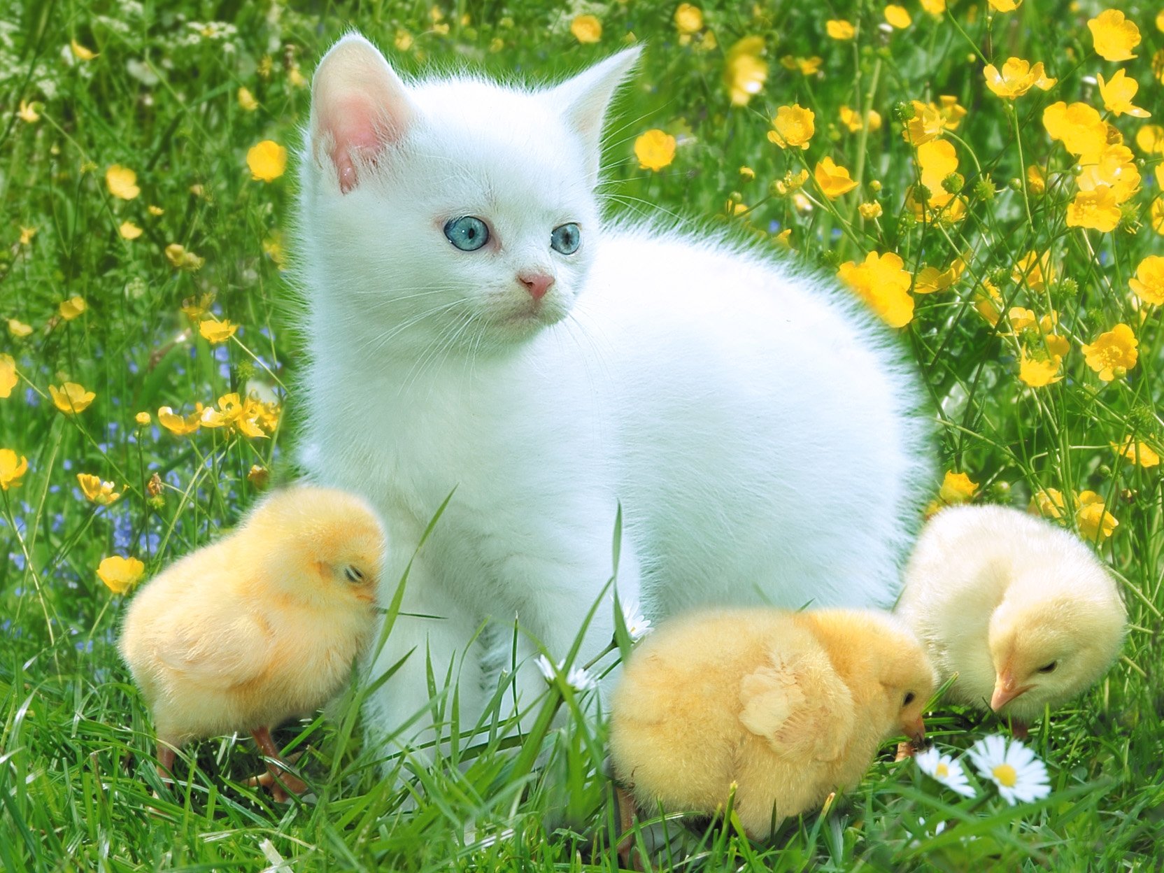 1664x1248 Desktop wallpaper: Kitty, Animals, Grass, Chicks, Kitten, Playful 4K free download for PC. 75539