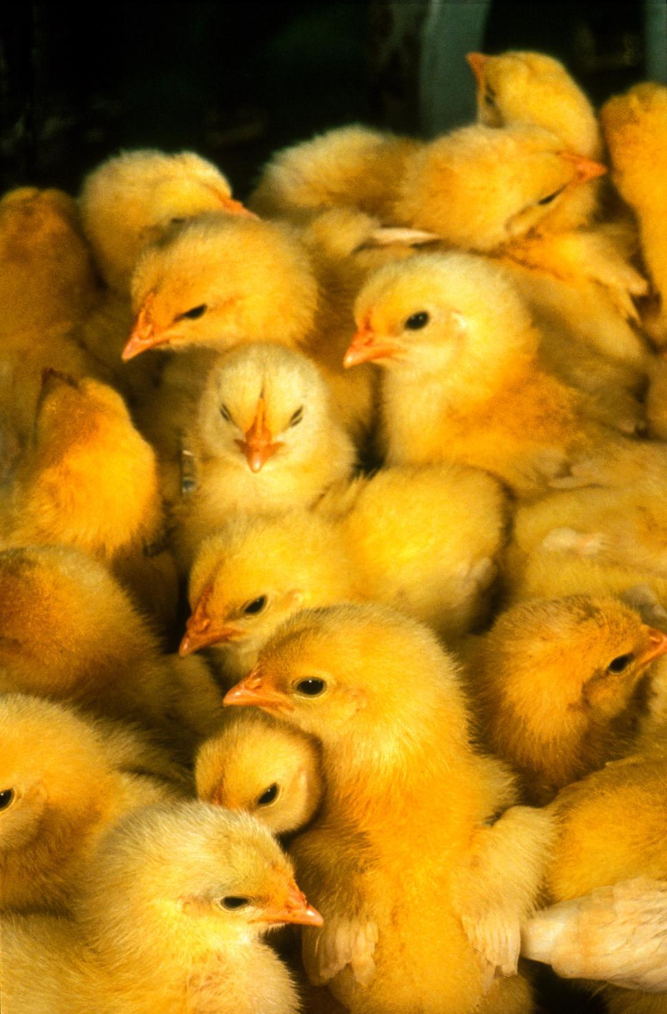 970x1475 Free of Young Yellow chicks. Download Free Image and Free Illustrations