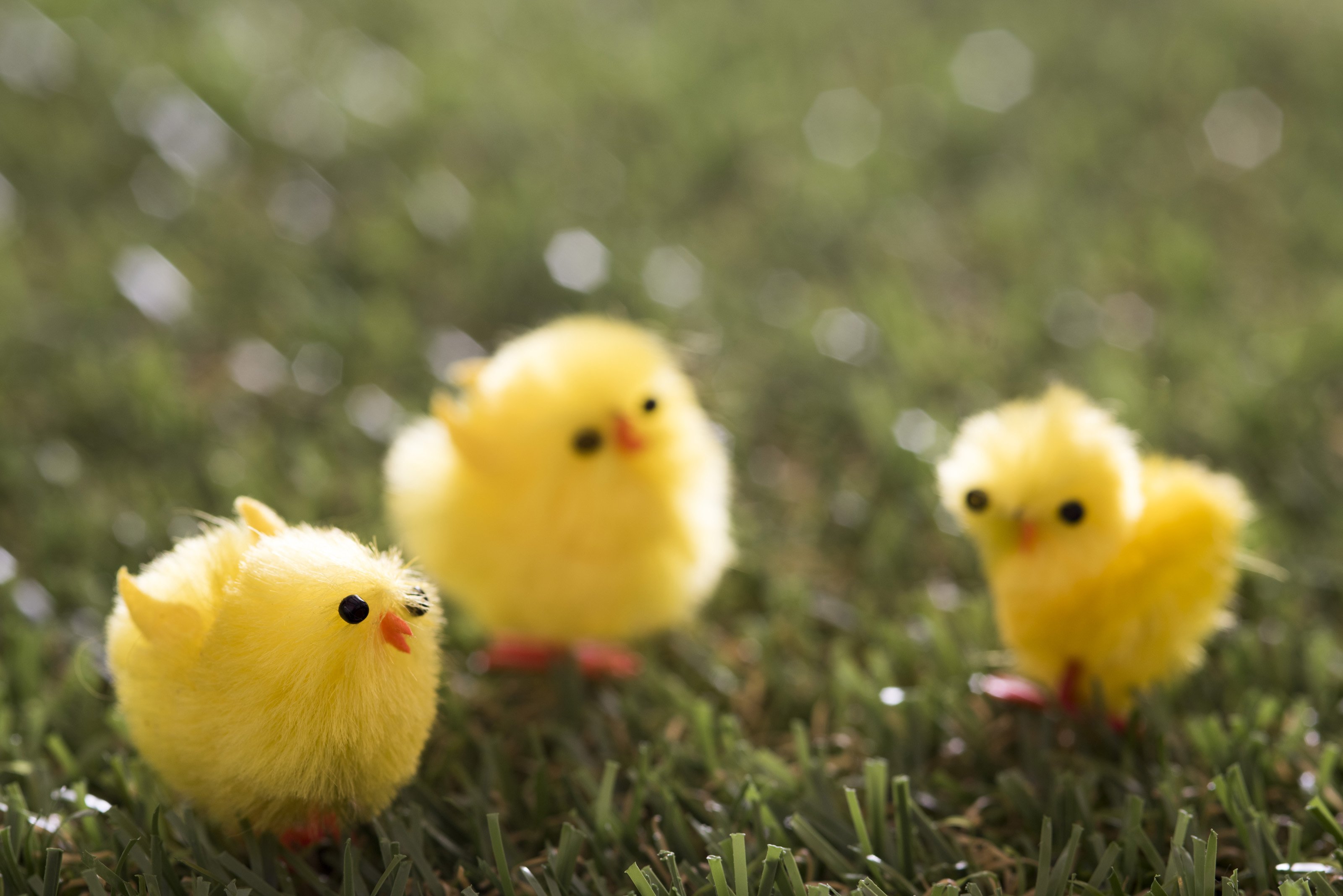 3200x2136 Free 13477 yellow Easter chicks on grass