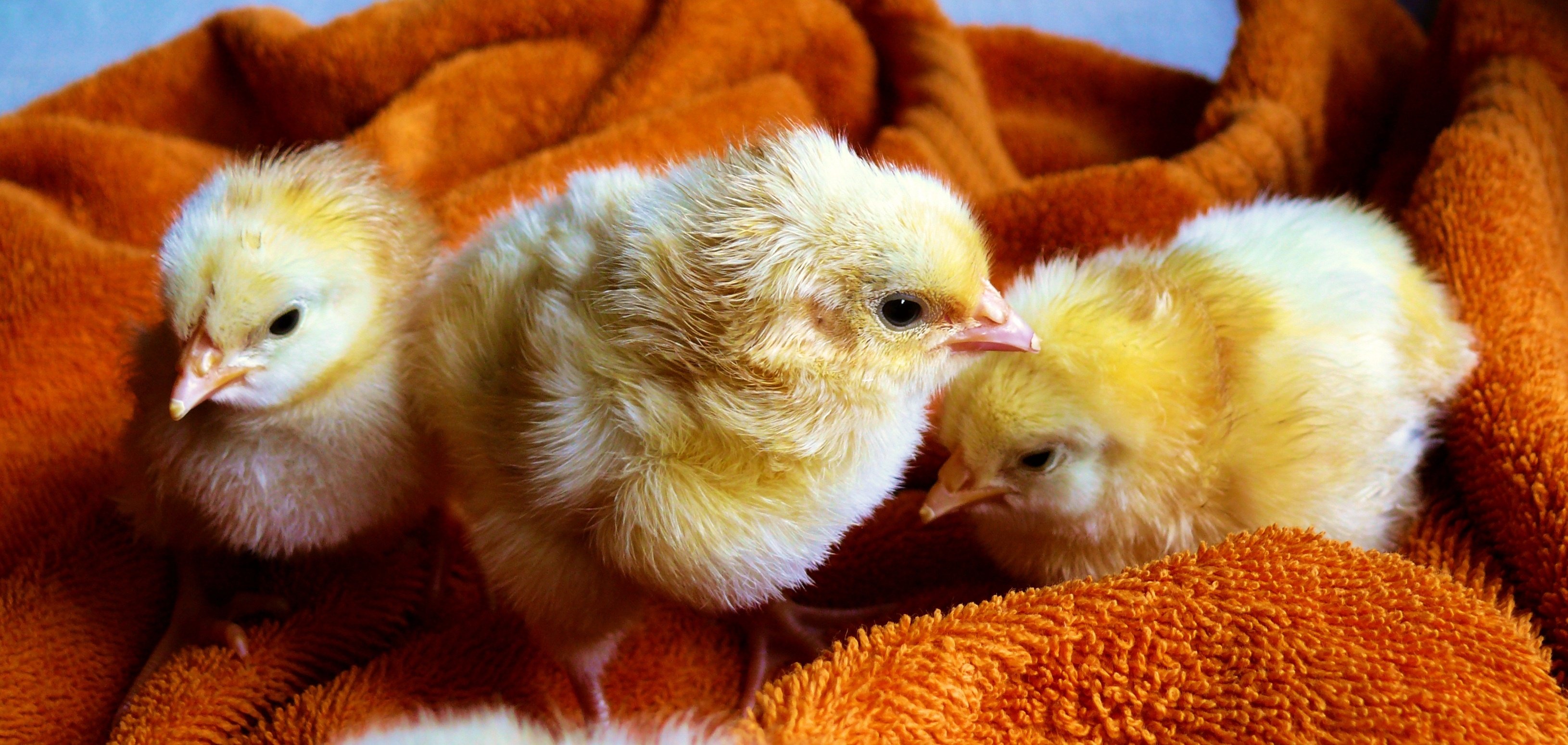 3260x1549 Chicken Wallpaper