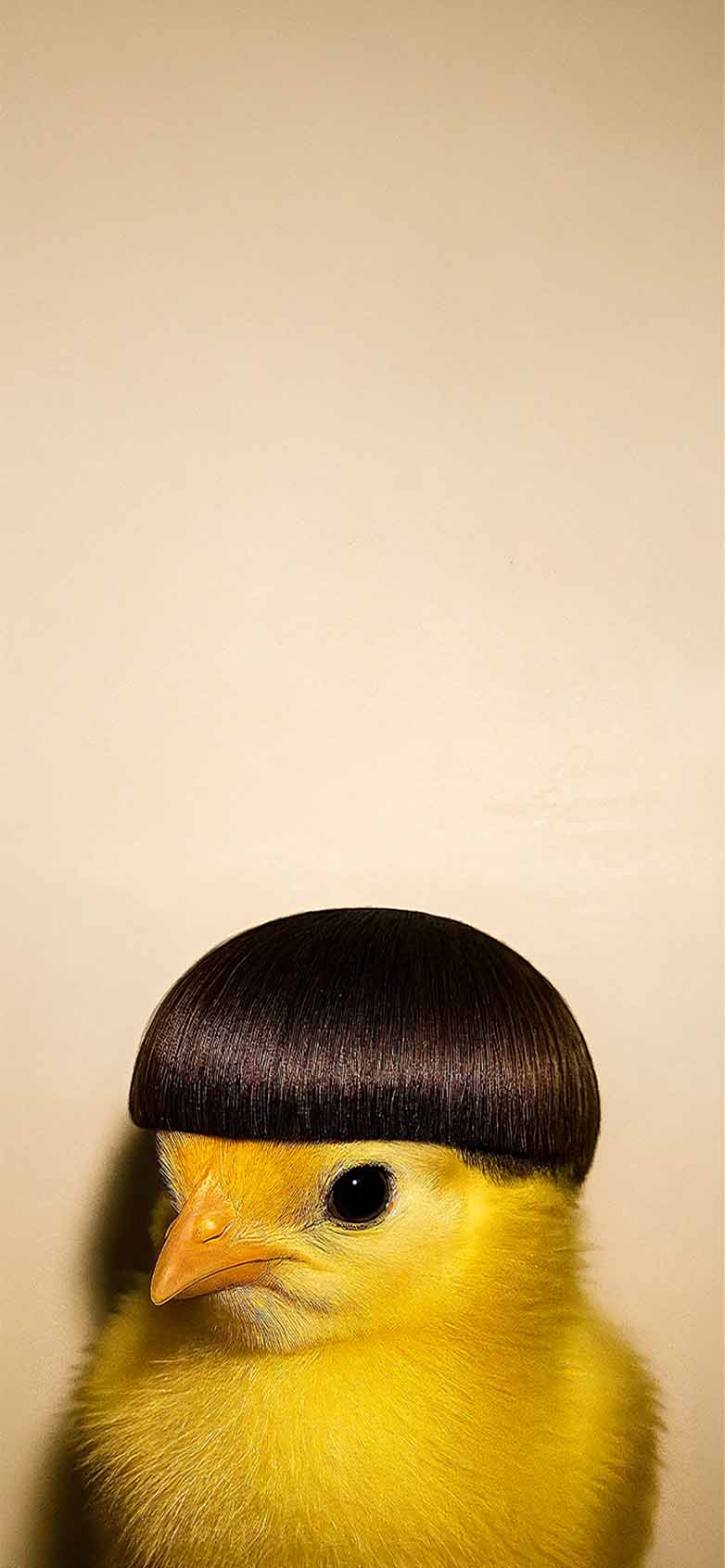 782x1692 Funny Yellow Chick Bowl Cut Meme Wallpaper