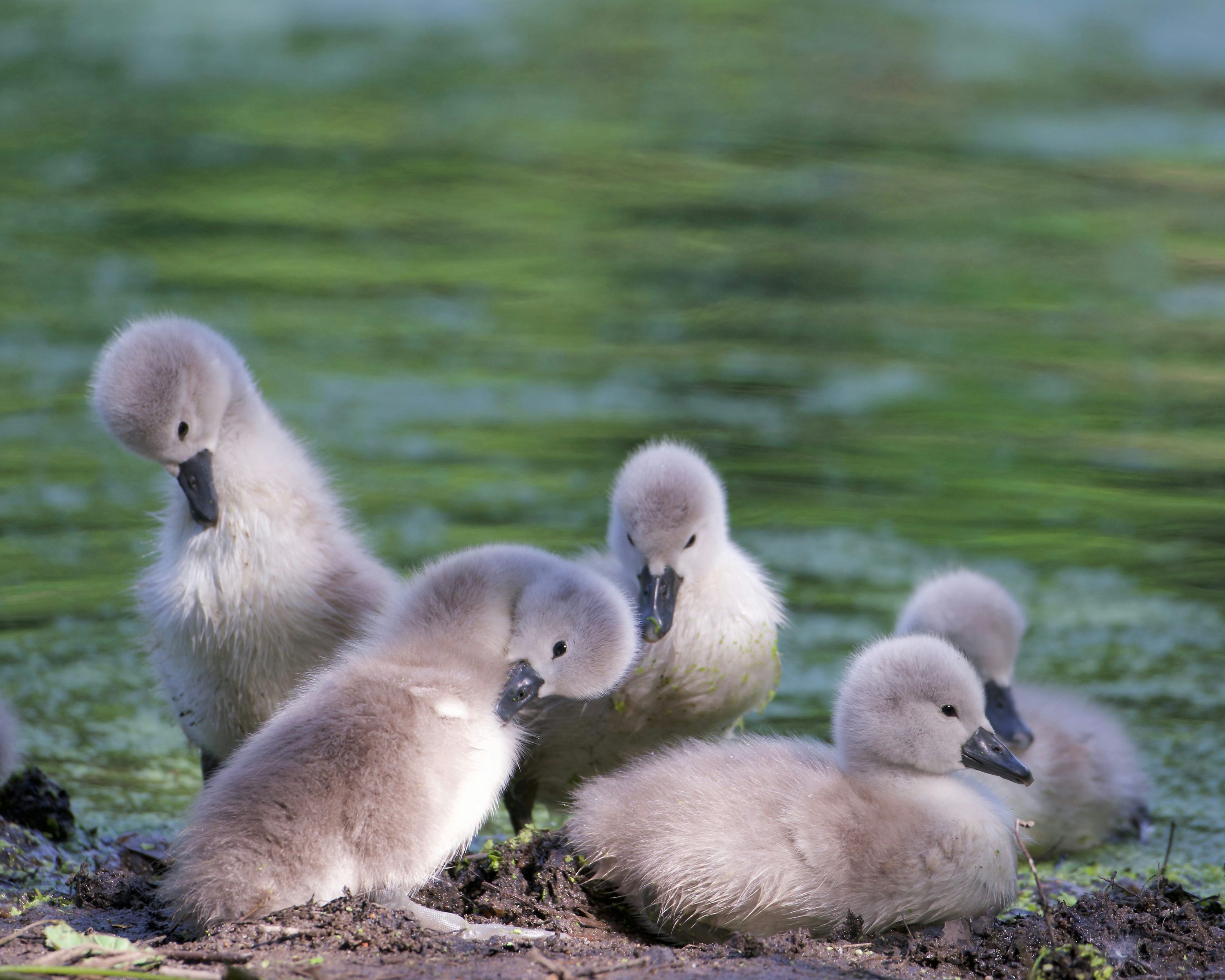 3000x2400 Five adorable swan cygnets huddle together. photo