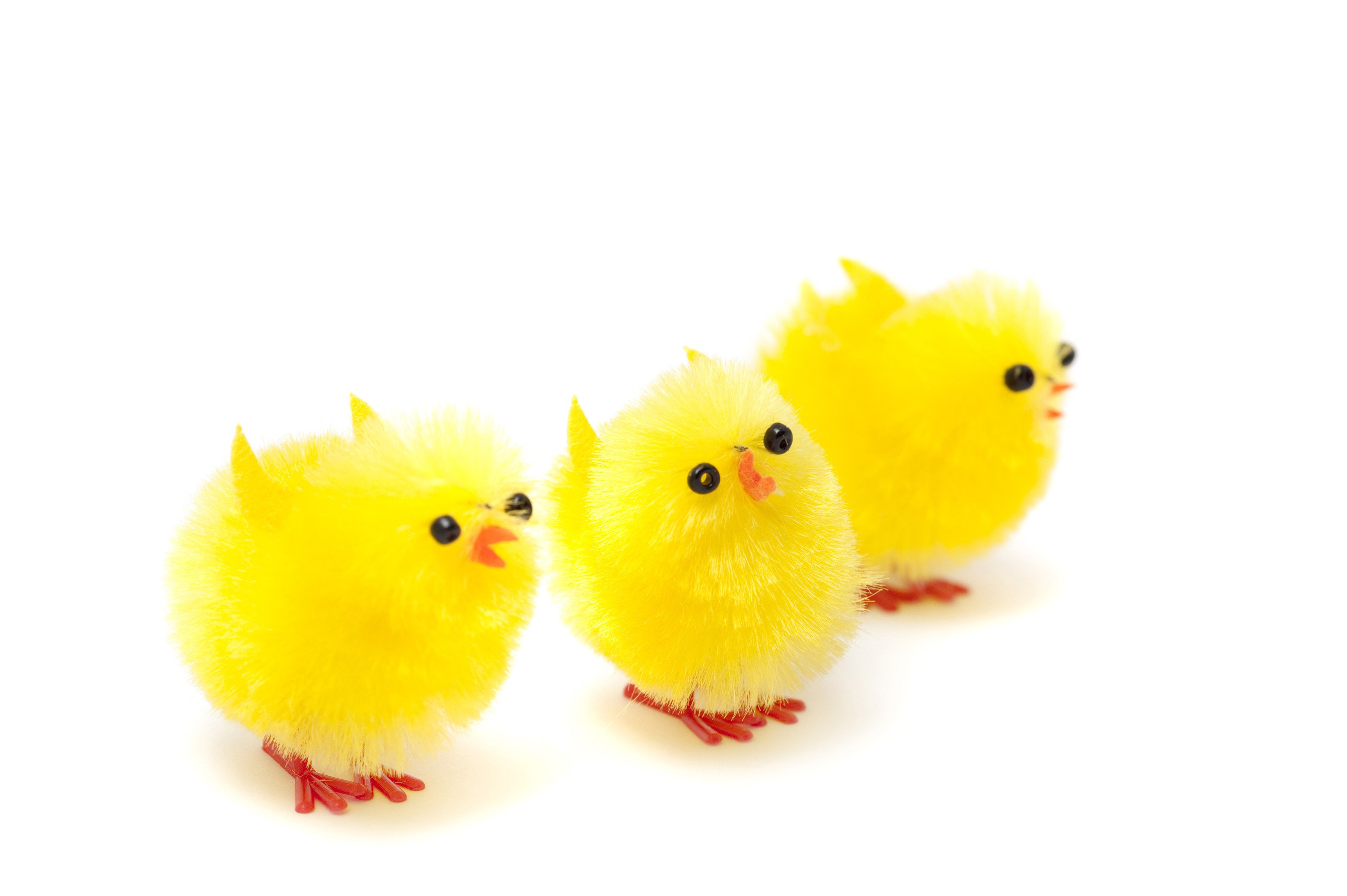 3200x2129 Free 7897 Three fluffy Easter Chicks