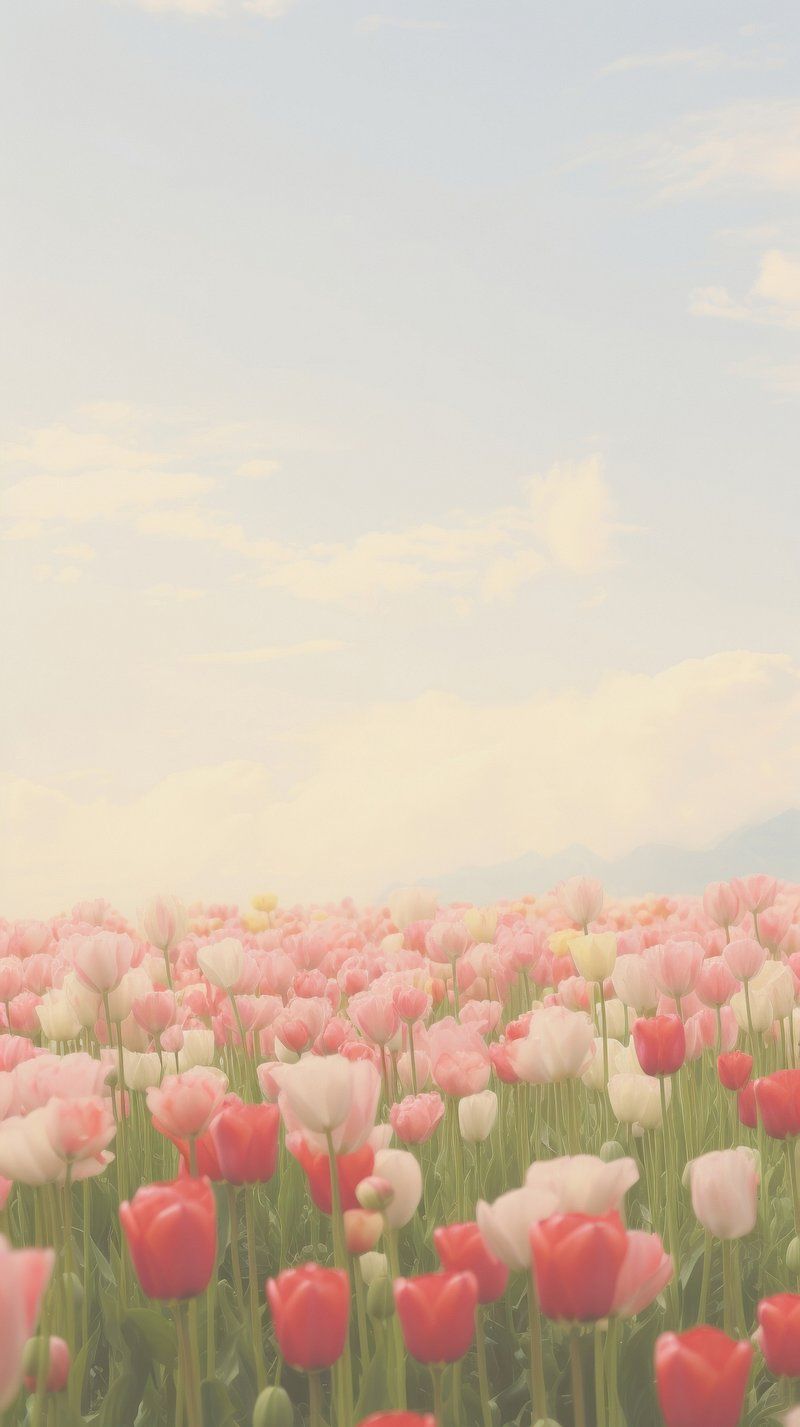 800x1427 iPhone Wallpaper Tulips Image Wallpaper