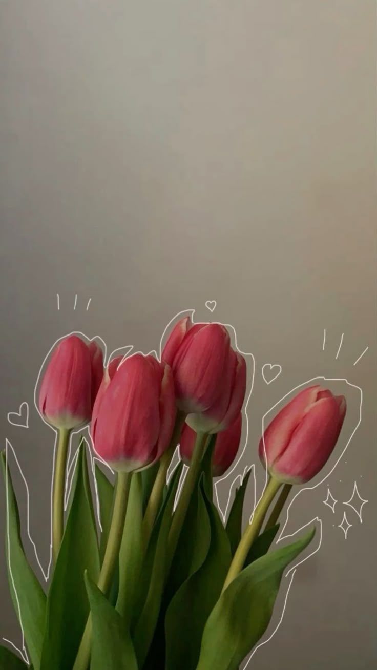 736x1308 Pink tulips