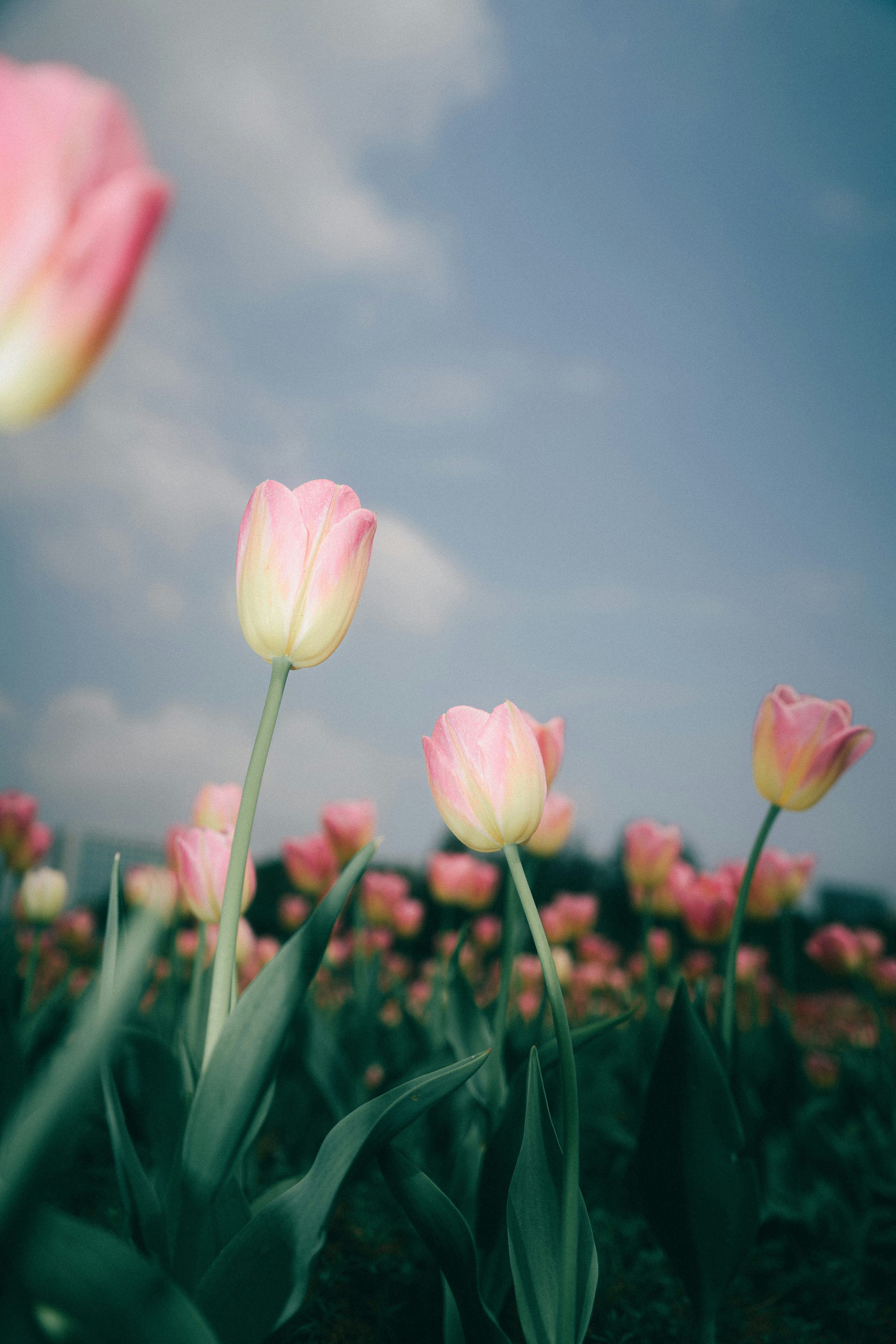 3000x4500 Pink tulips bloom beautifully under a bright sky. photo