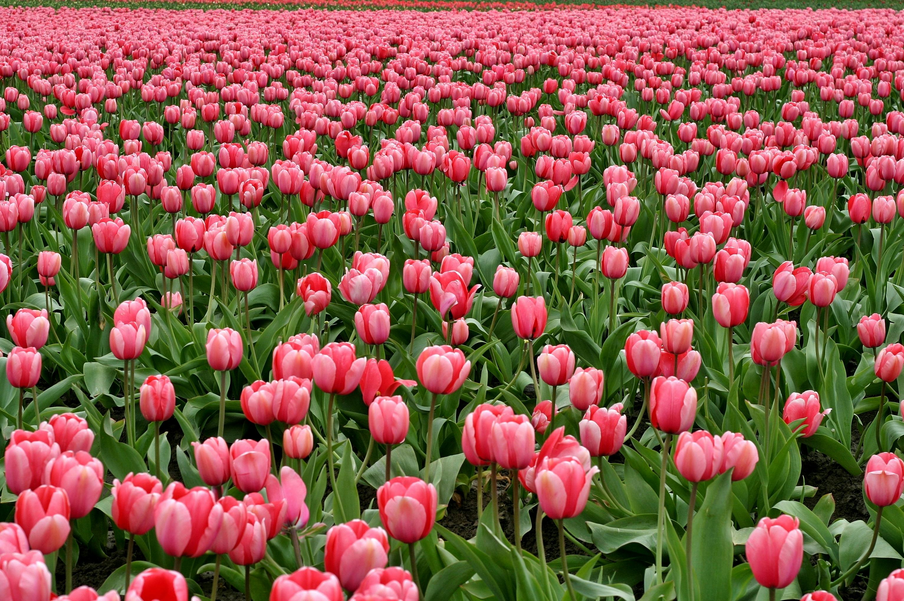 3066x2040 Tulips Photo, Download The BEST Free Tulips & HD Image