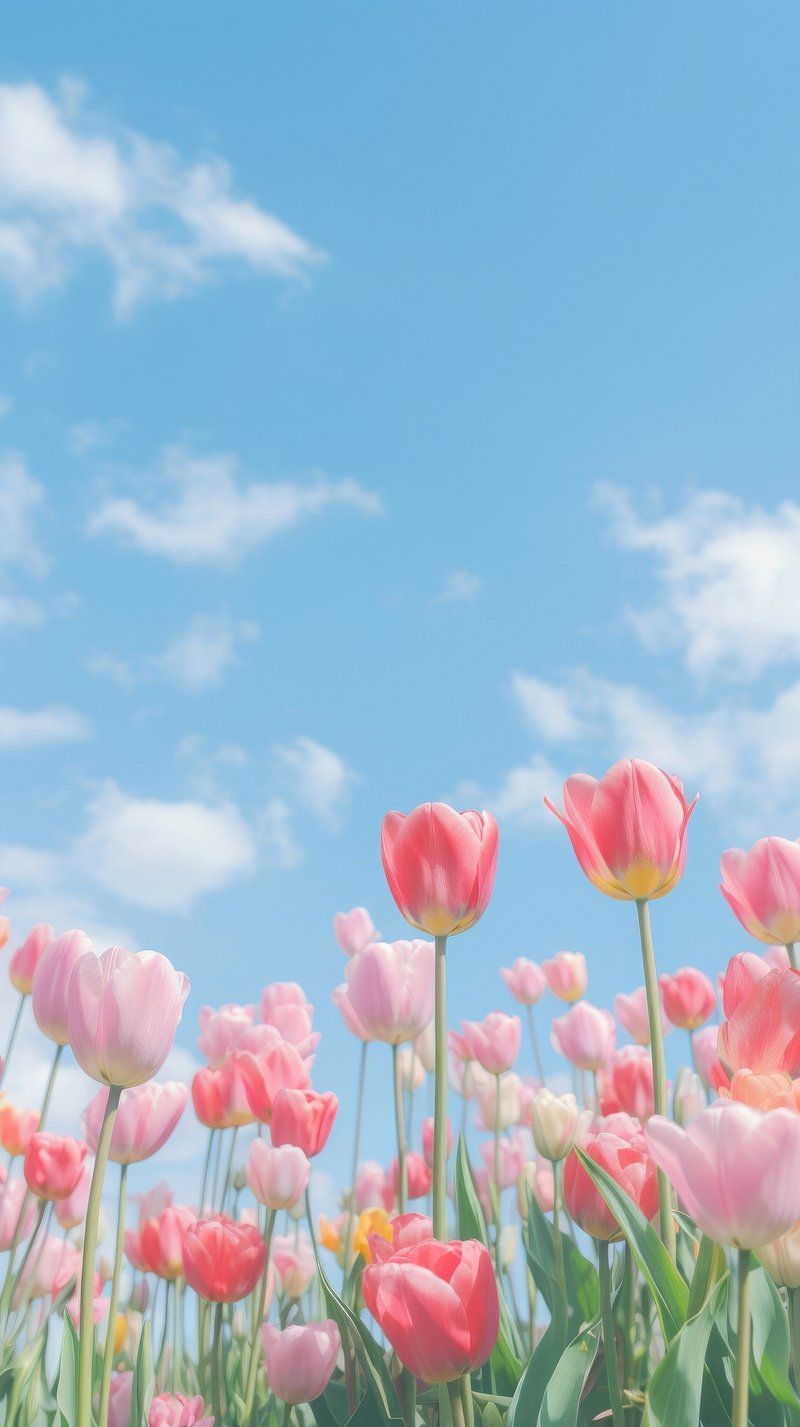 800x1427 Wallpaper Aesthetic Tulips Image Wallpaper
