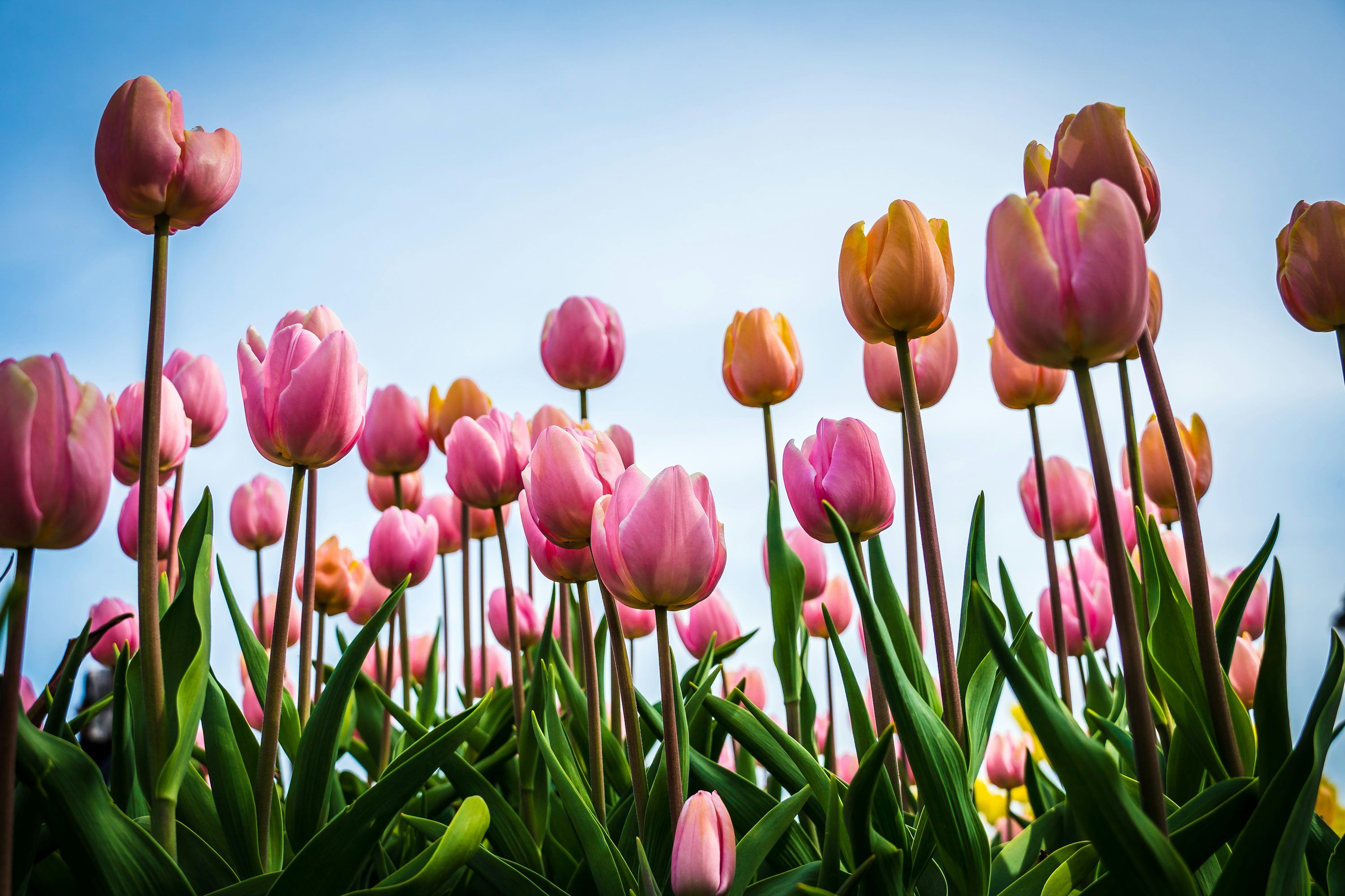 3000x2000 Spring Tulips Picture. Download Free Image