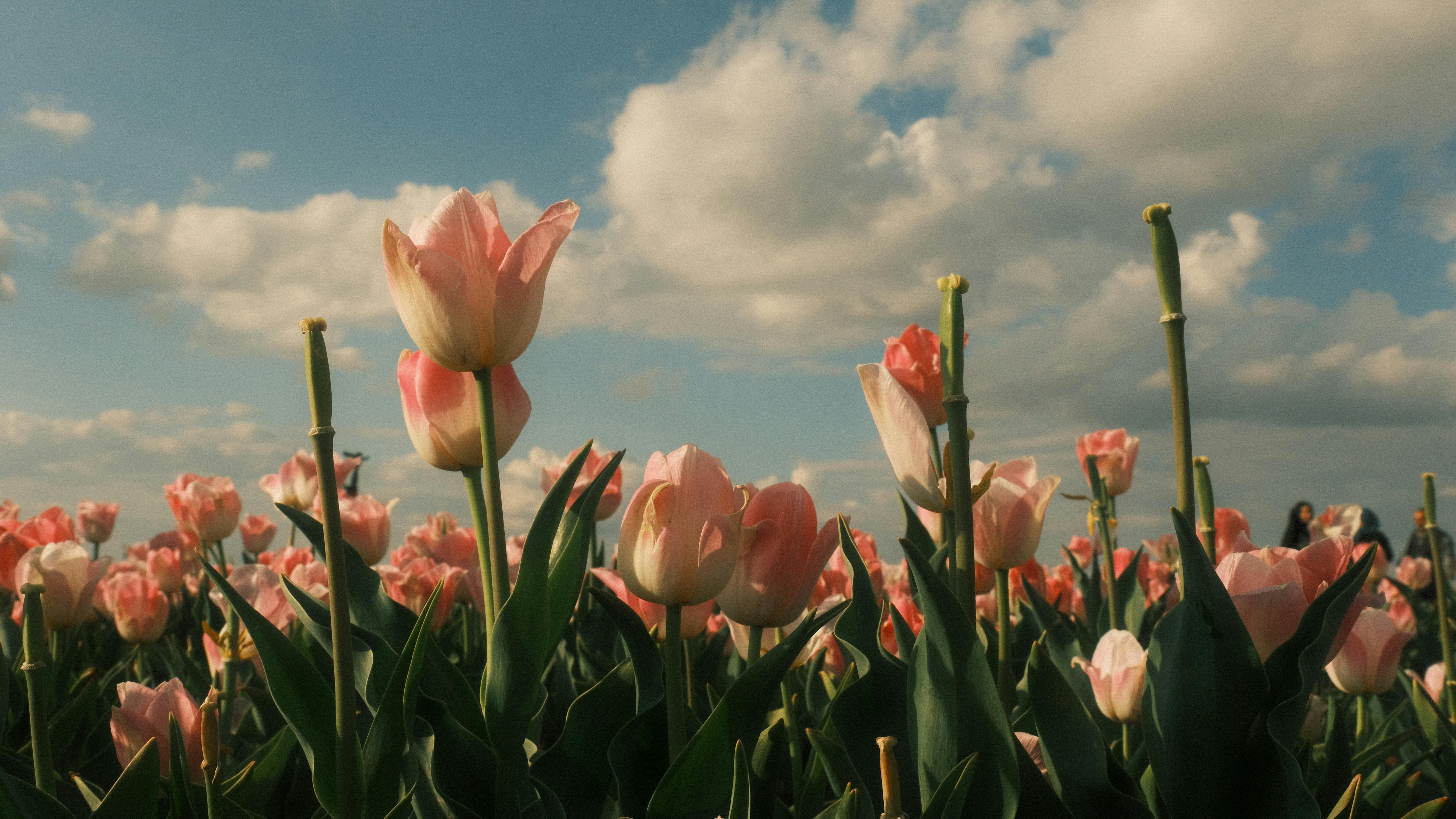 6240x3512 Field Full of Light Pink Tulips · Free