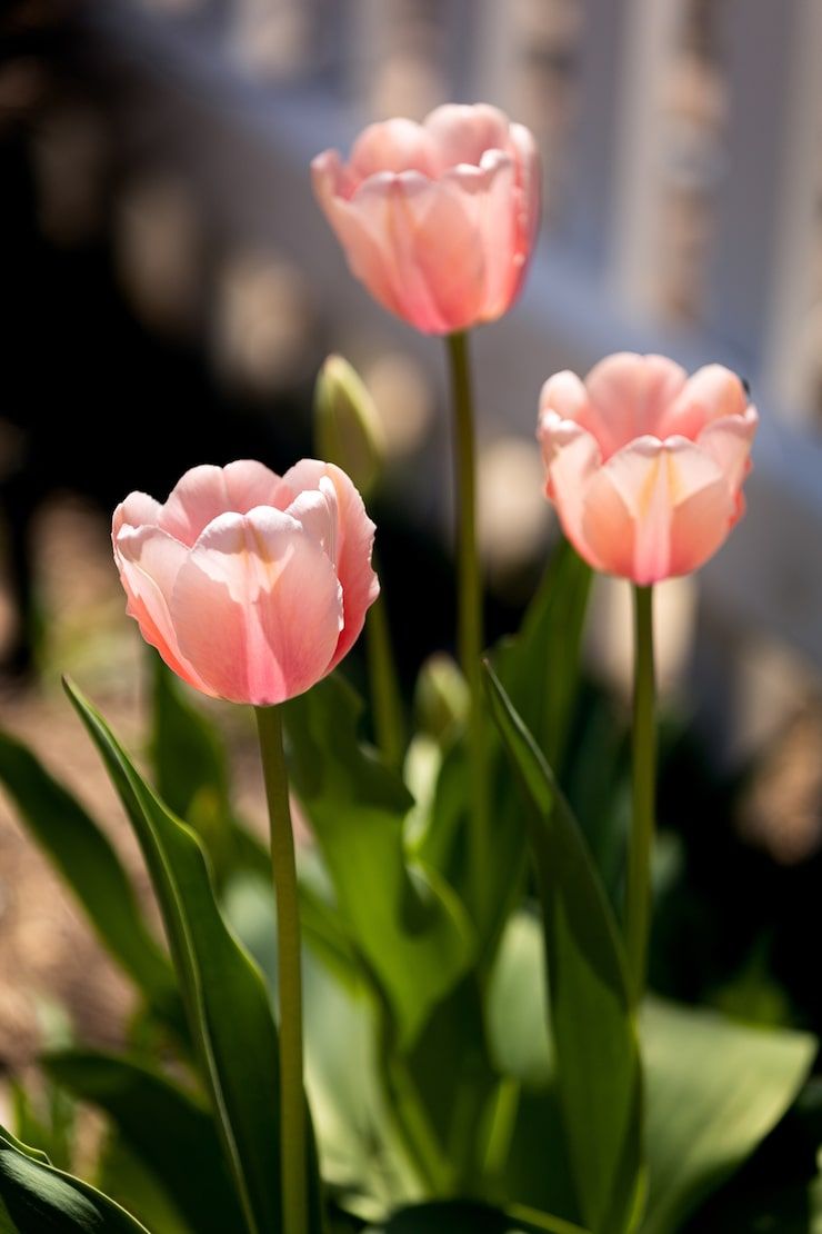 740x1110 Tulips wallpaper Image