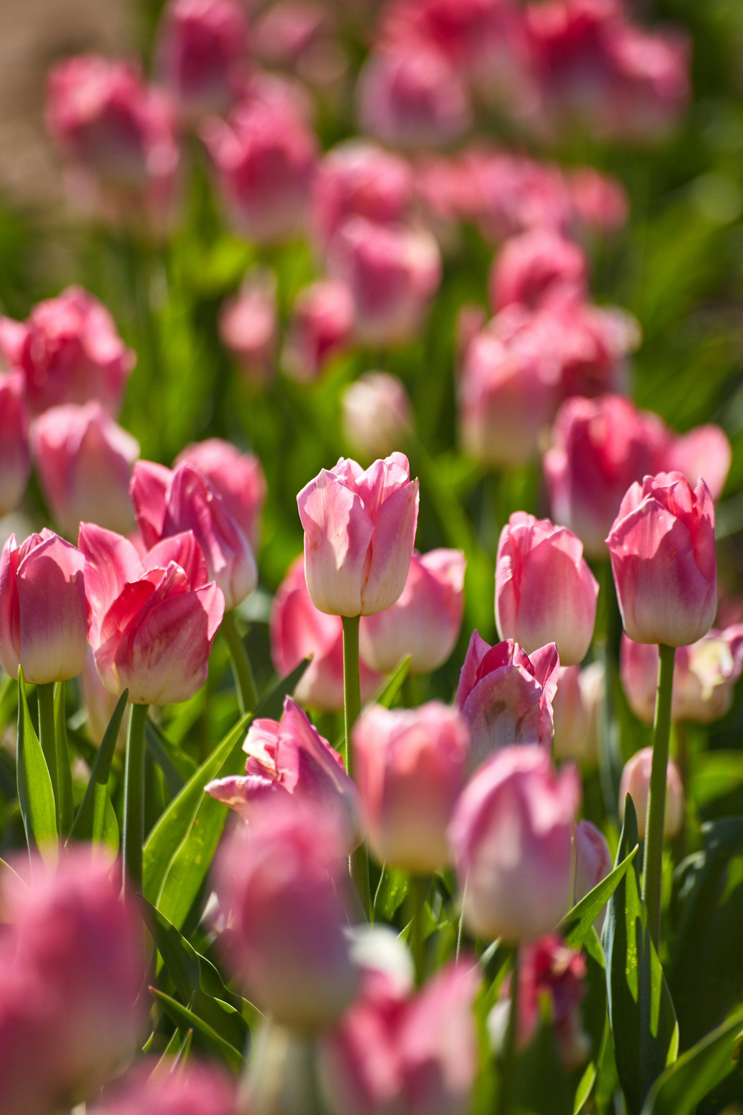 3000x4500 Pink Tulip Picture. Download Free Image