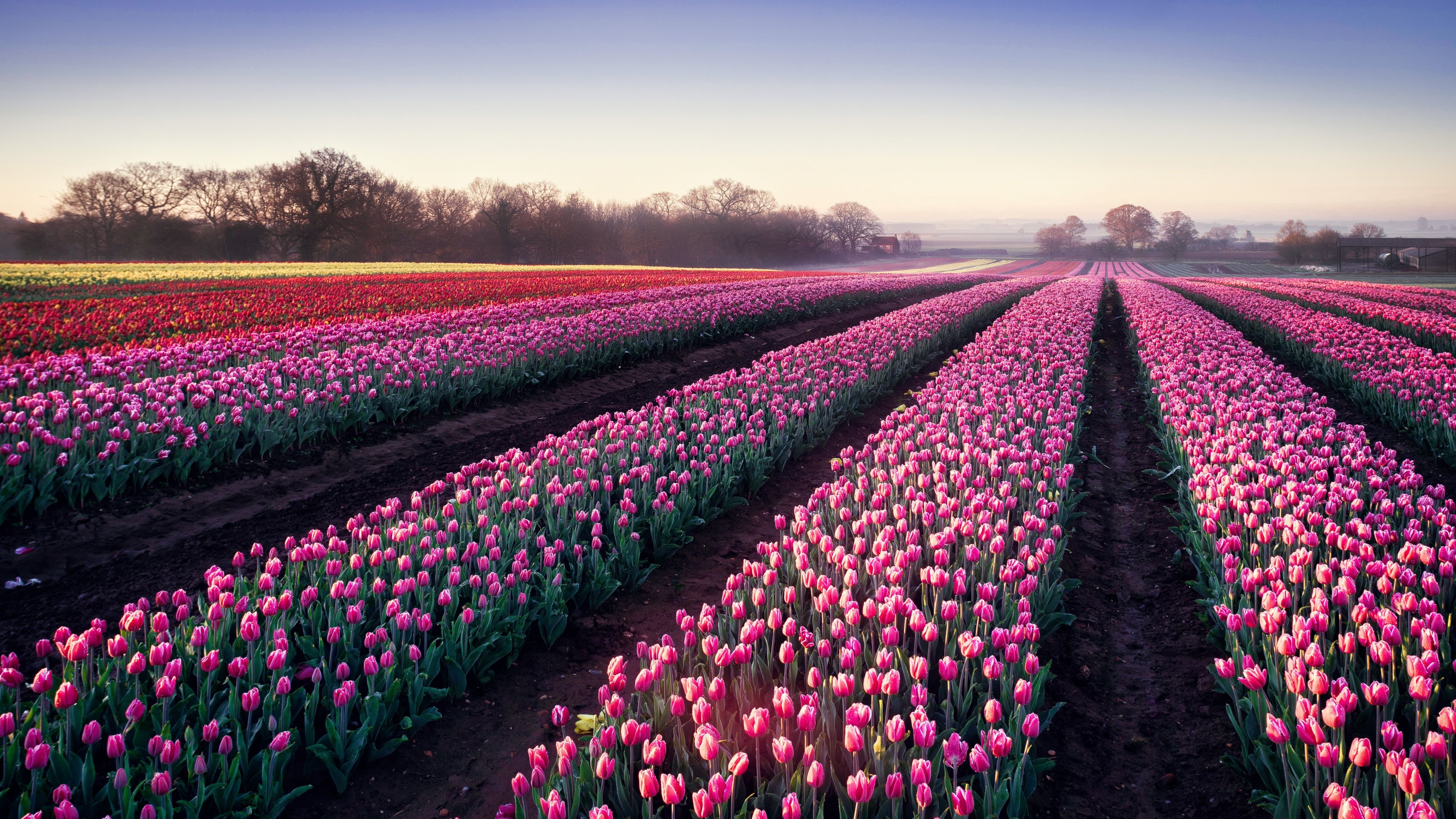 3840x2160 Tulips field Wallpaper 4K, Morning breeze, Tulip garden, 5K