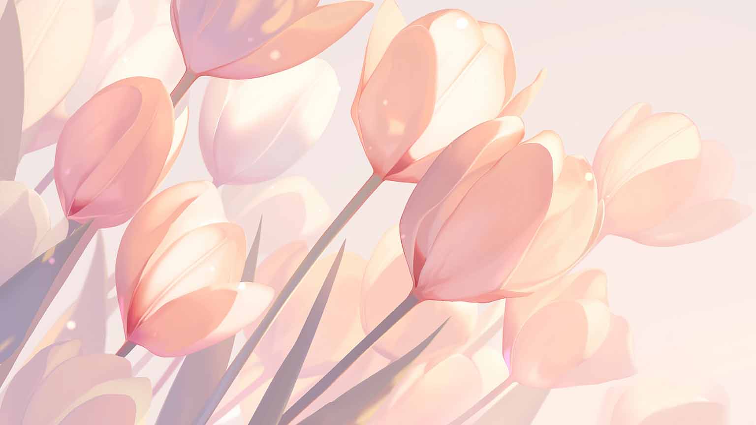1536x864 Pink Tulips with Light Shine Desktop Wallpaper