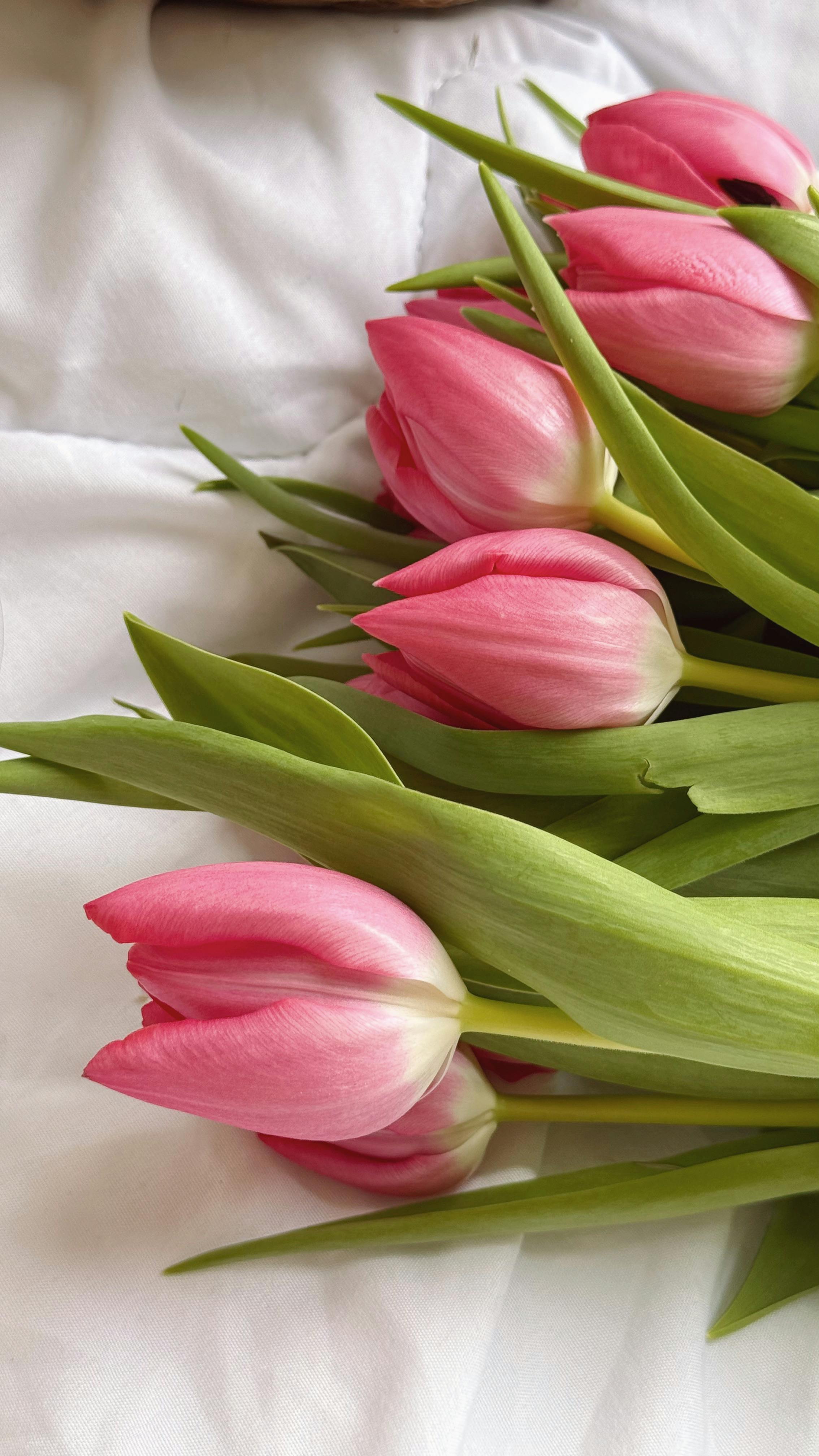 2268x4032 Vibrant Pink Tulips on White Background · Free