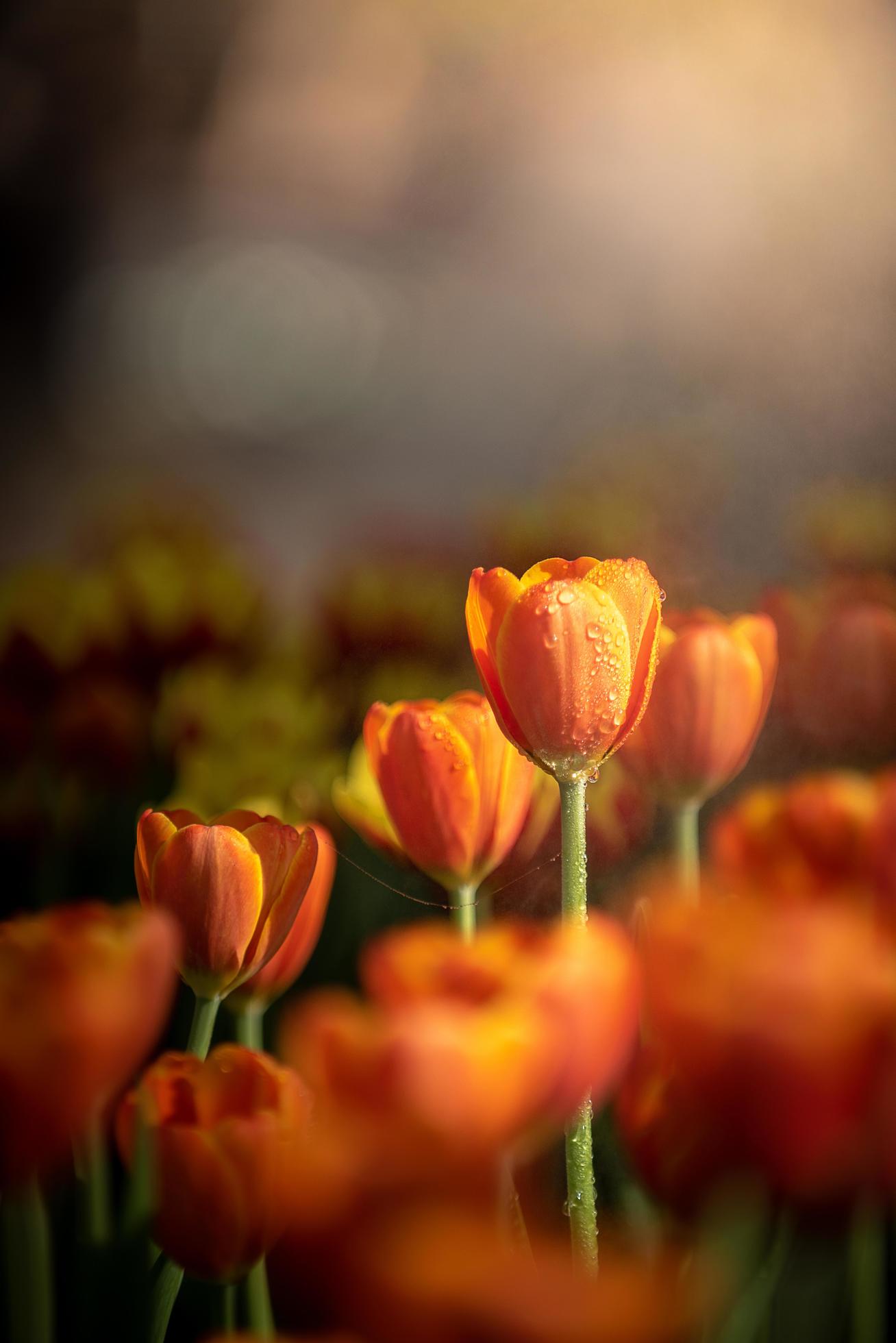 1308x1960 Orange tulips in dark tones close up. Fresh spring flowers in the garden with soft sunlight for vertical floral poster, wallpaper or holiday card