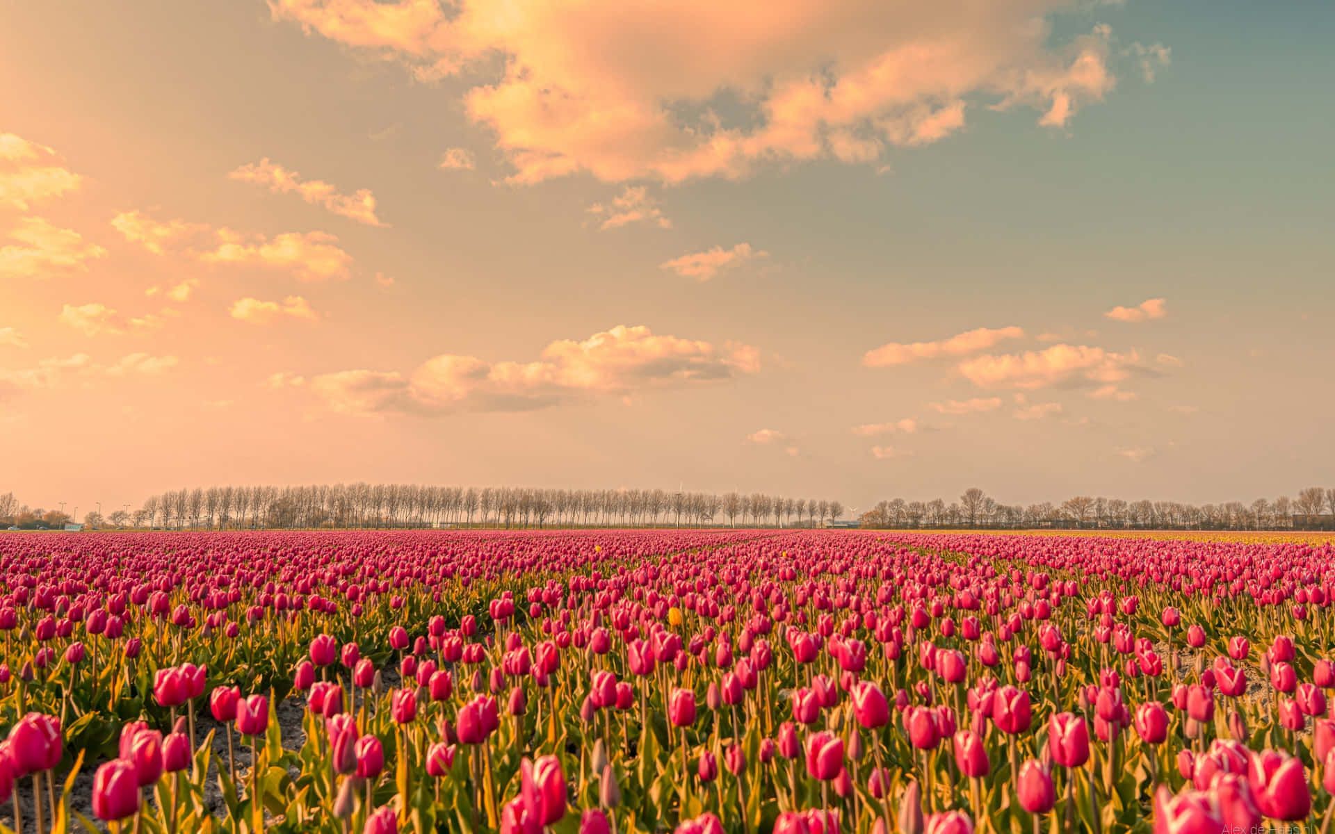 1920x1200 Download Vibrant Tulip Field in Full Bloom Wallpaper