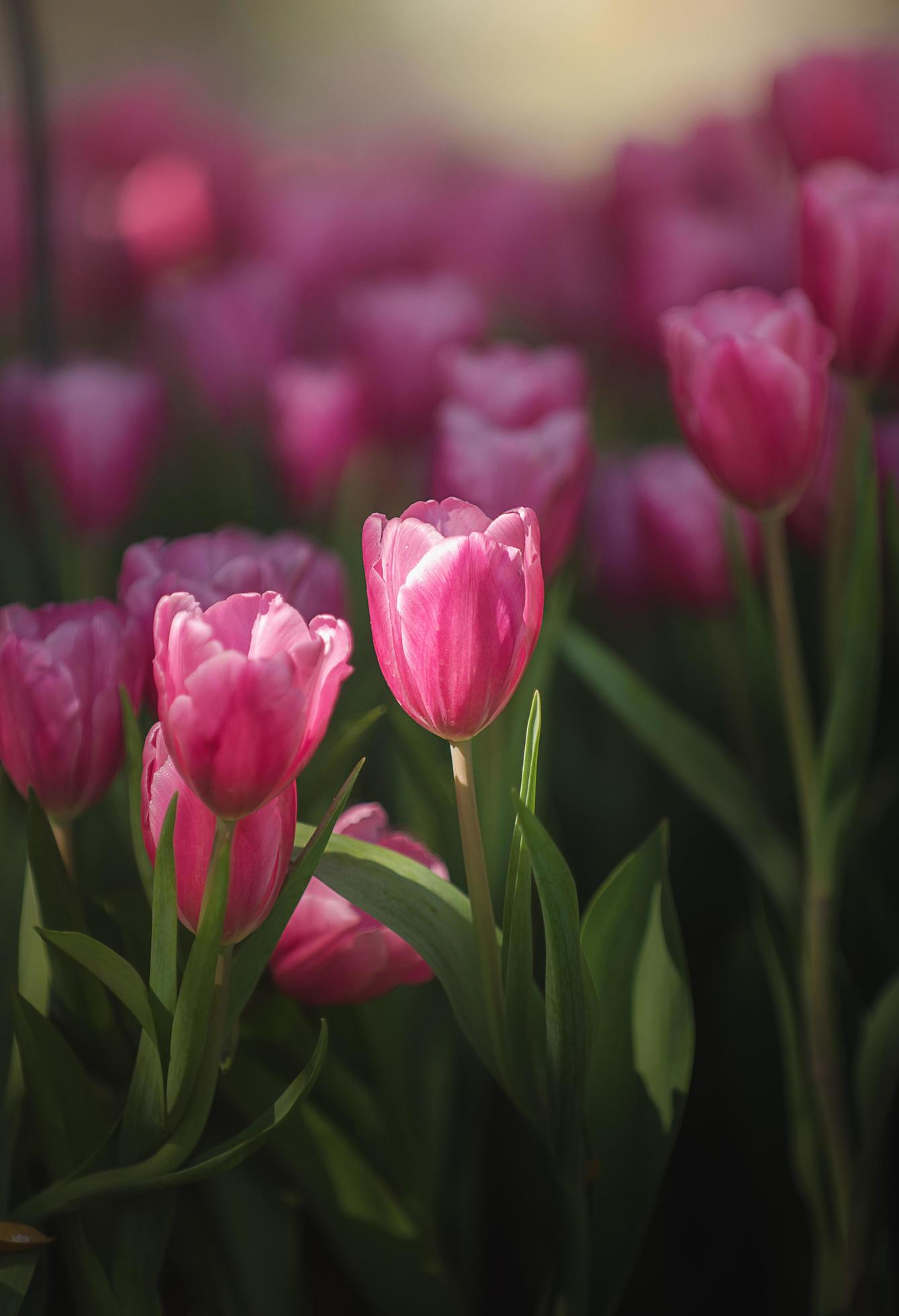 1339x1960 Pink tulips in dark tones close up Fresh spring flowers in the garden with soft sunlight For vertical floral posters, wallpaper or holiday cards