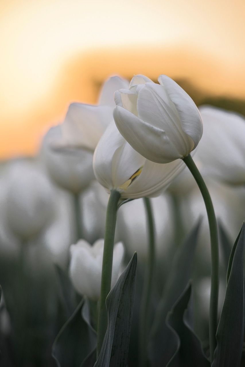 854x1280 White Tulips Flowers